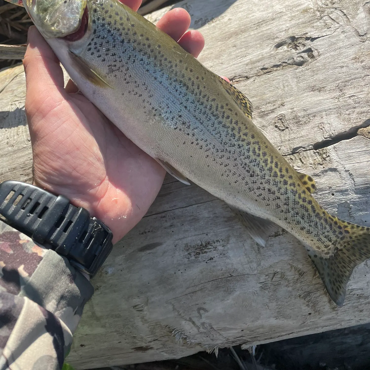 recently logged catches