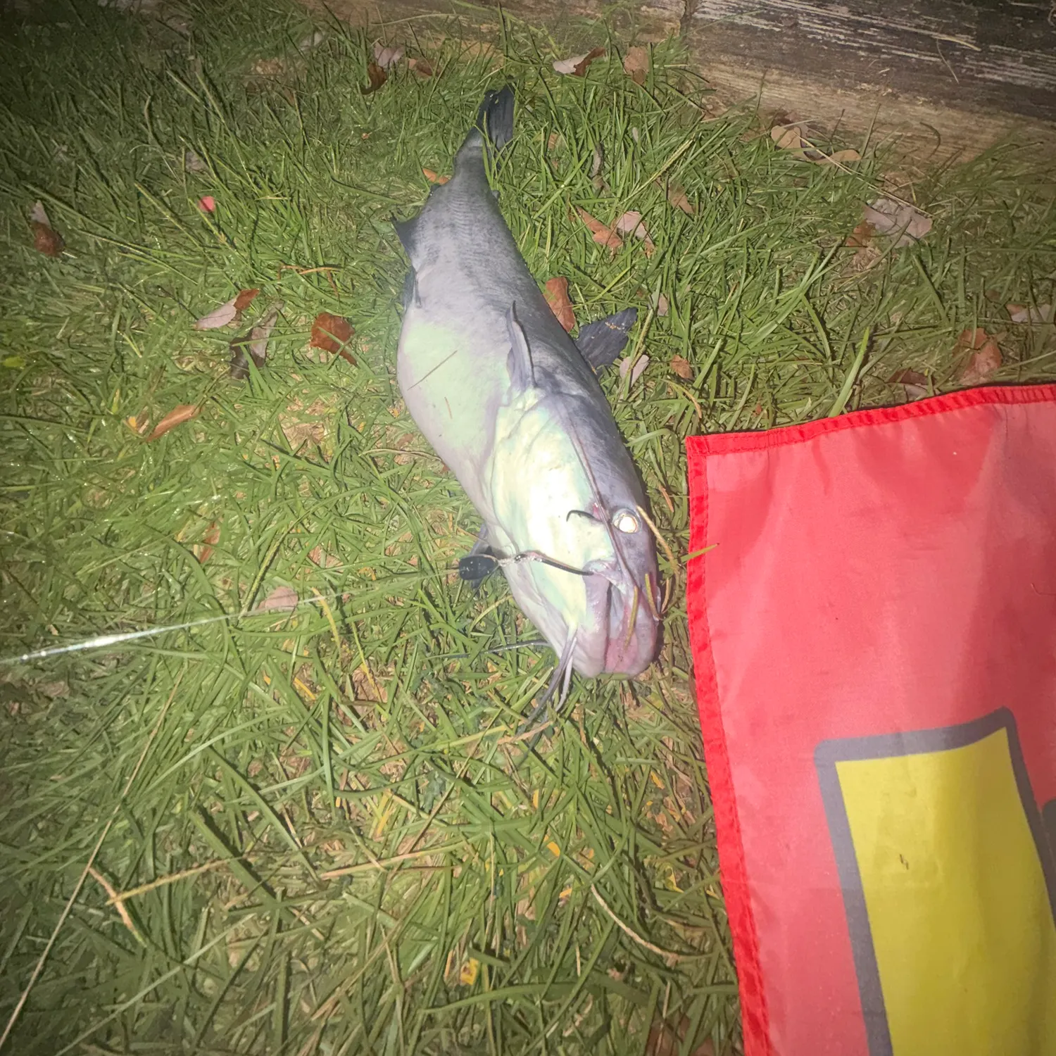 Blue catfish caught on Fishbrain