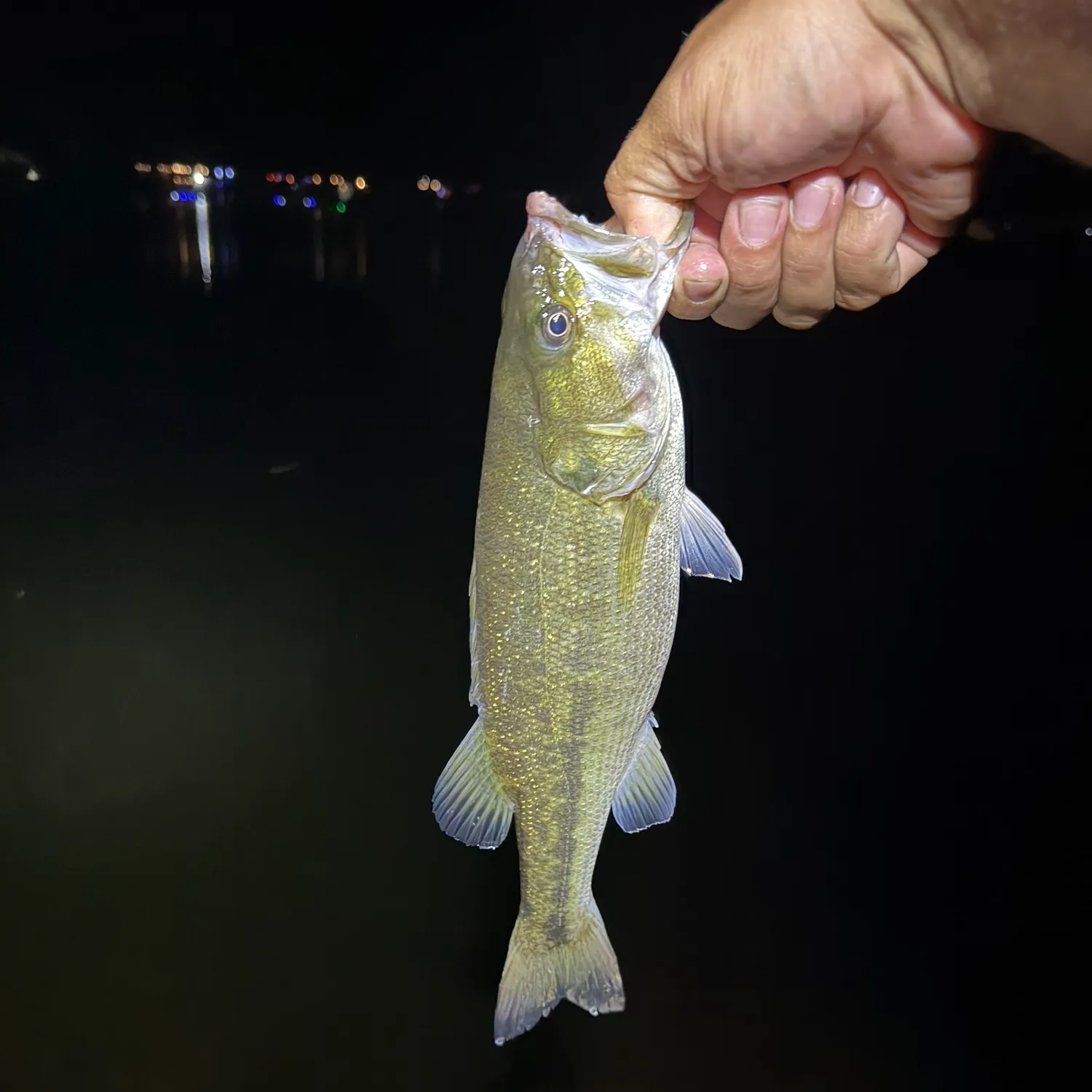 Spotted bass caught on Fishbrain