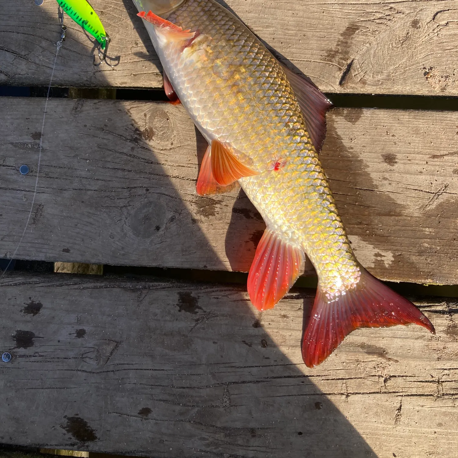 The most recent Shorthead redhorse catches on Fishbrain