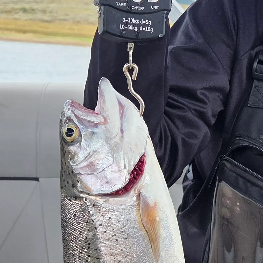 Rainbow trout caught on Fishbrain