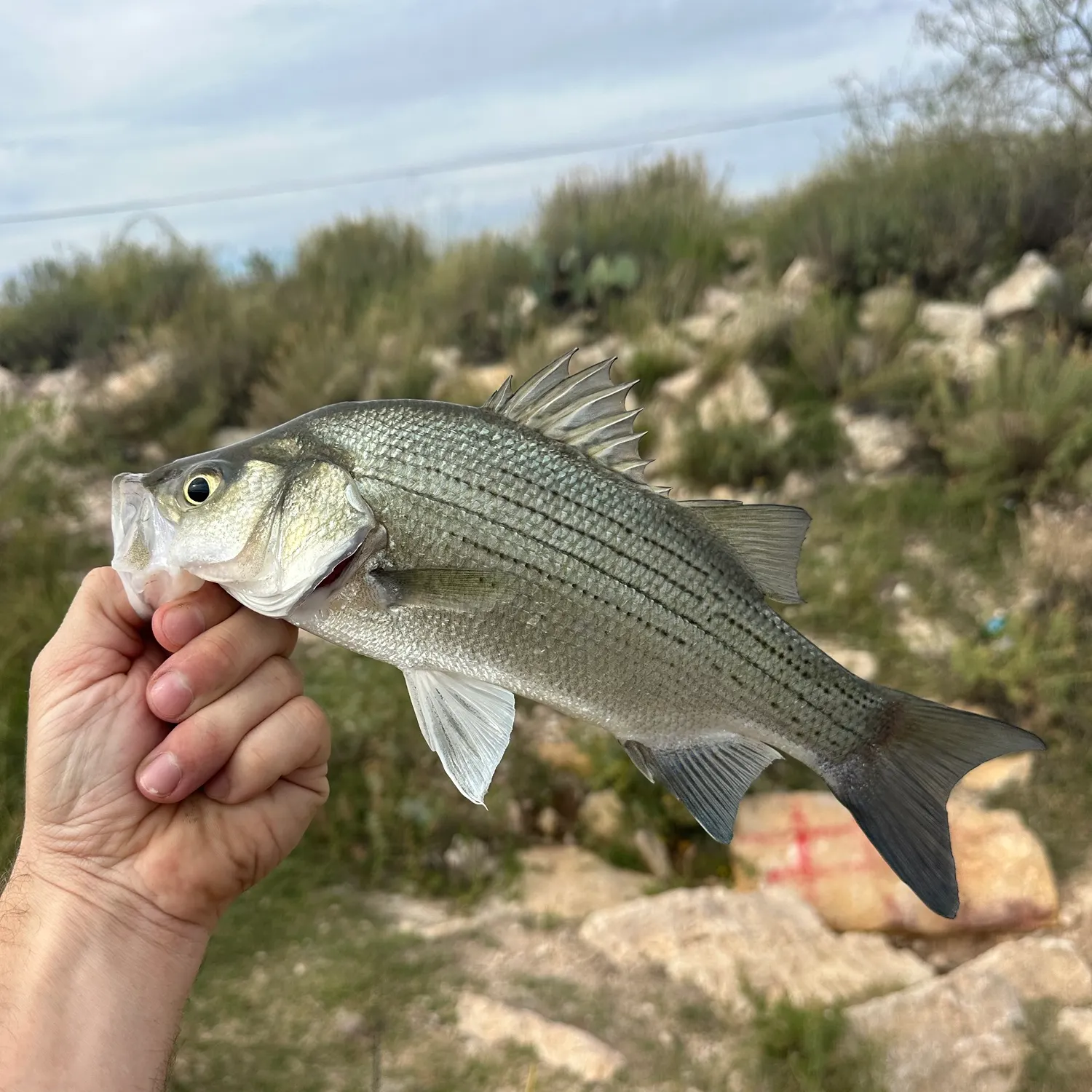 White bass caught on Fishbrain