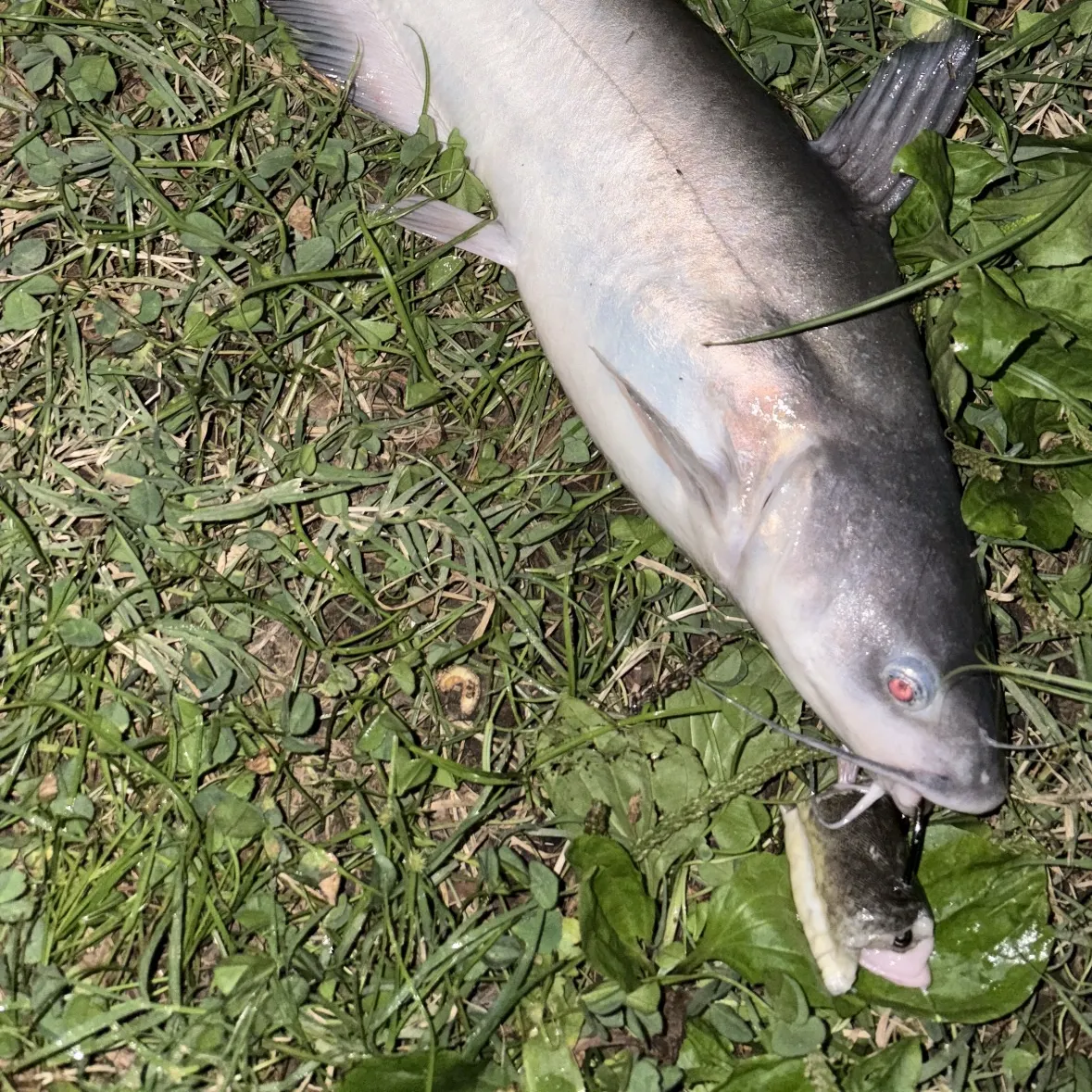 Blue catfish caught on Fishbrain