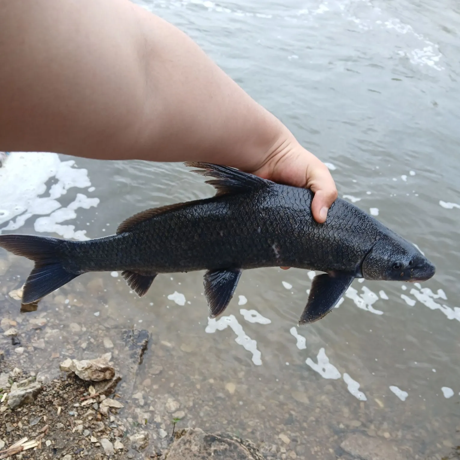 most liked catch image