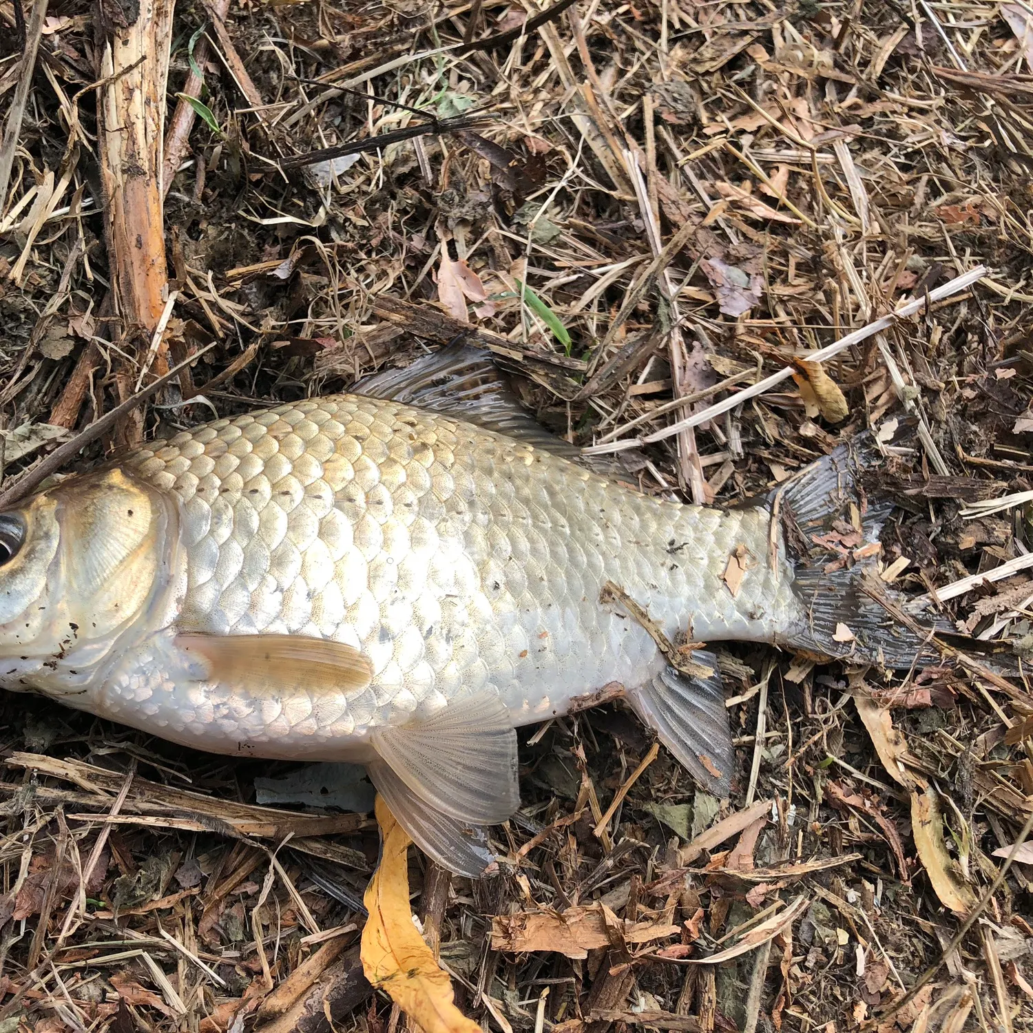 The most recent Prussian carp catches on Fishbrain