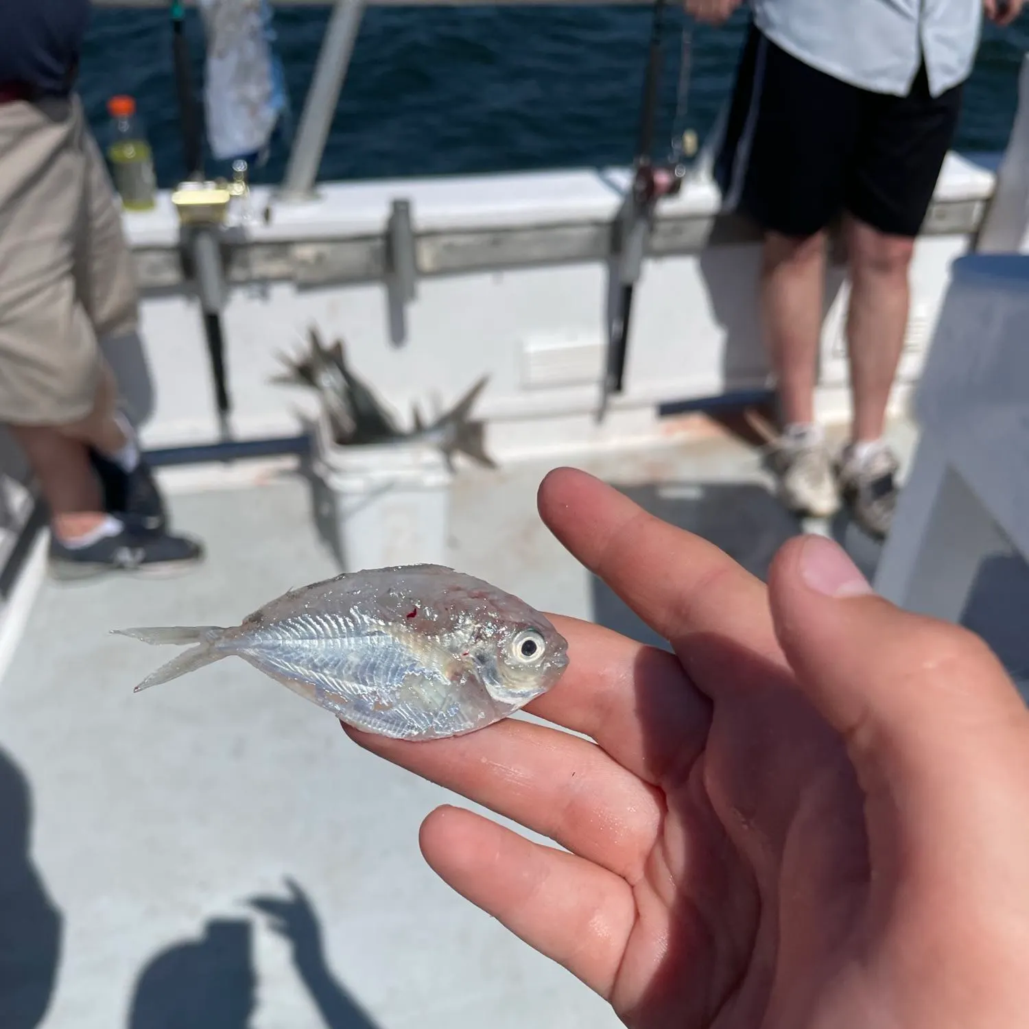 The most recent Blue butterfish catches on Fishbrain