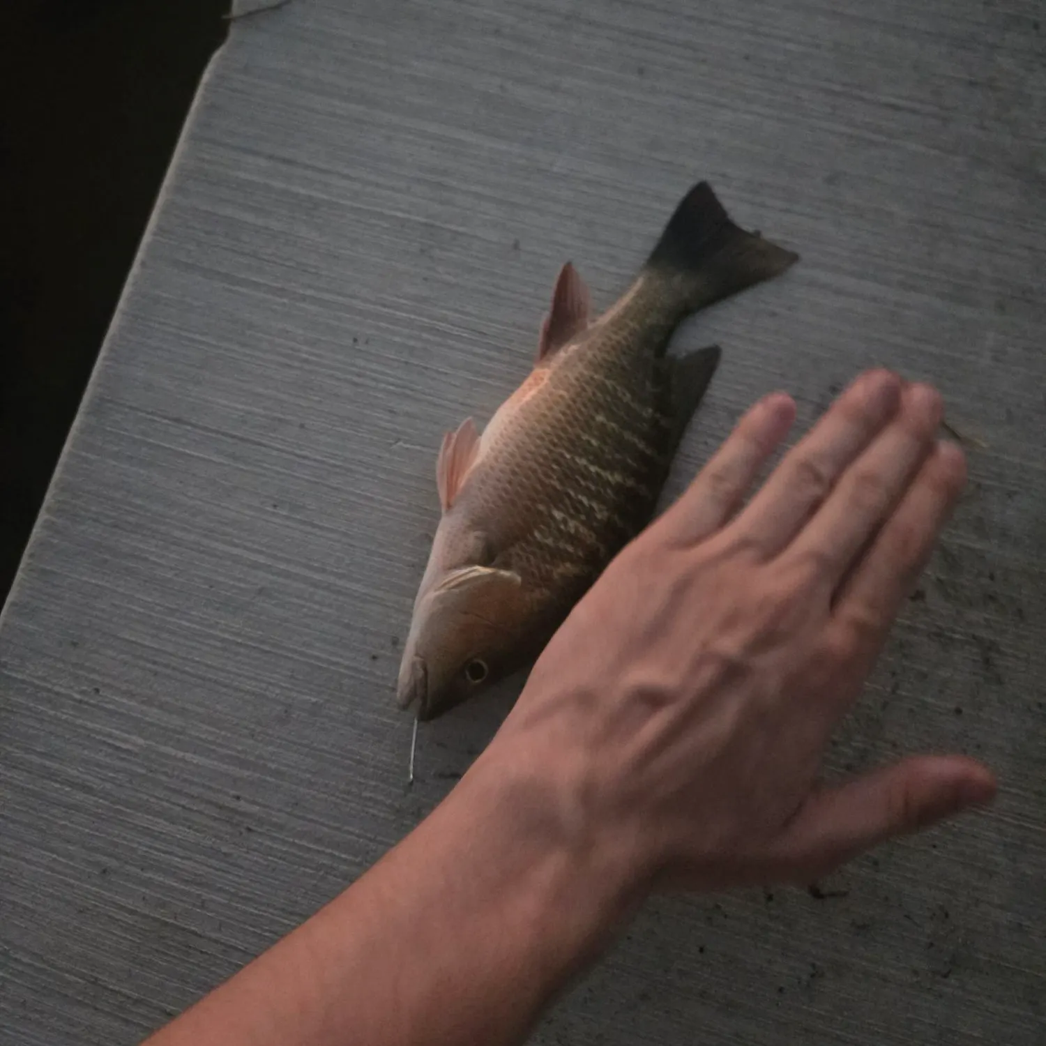 Mangrove snapper caught on Fishbrain