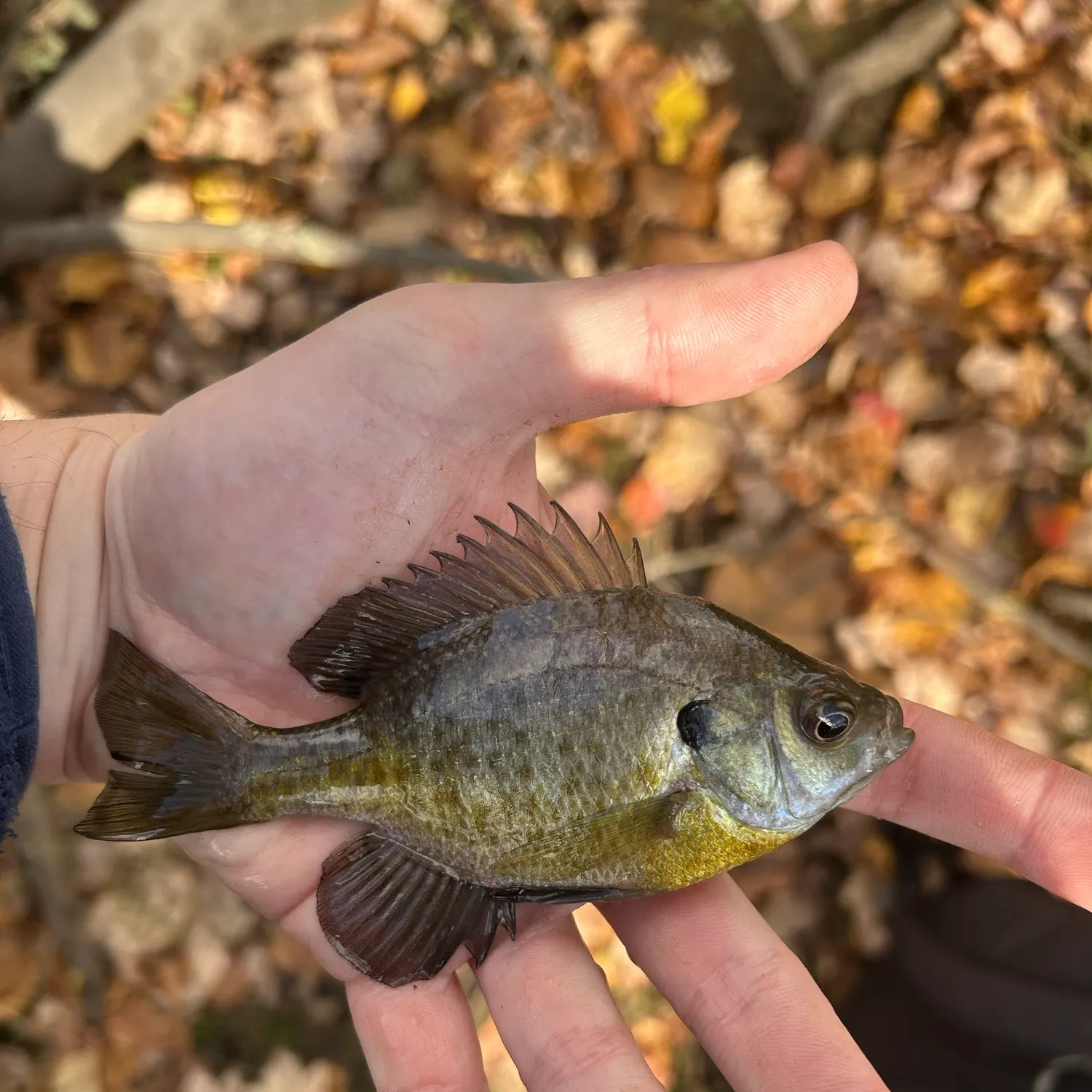 Bluegill caught on Fishbrain