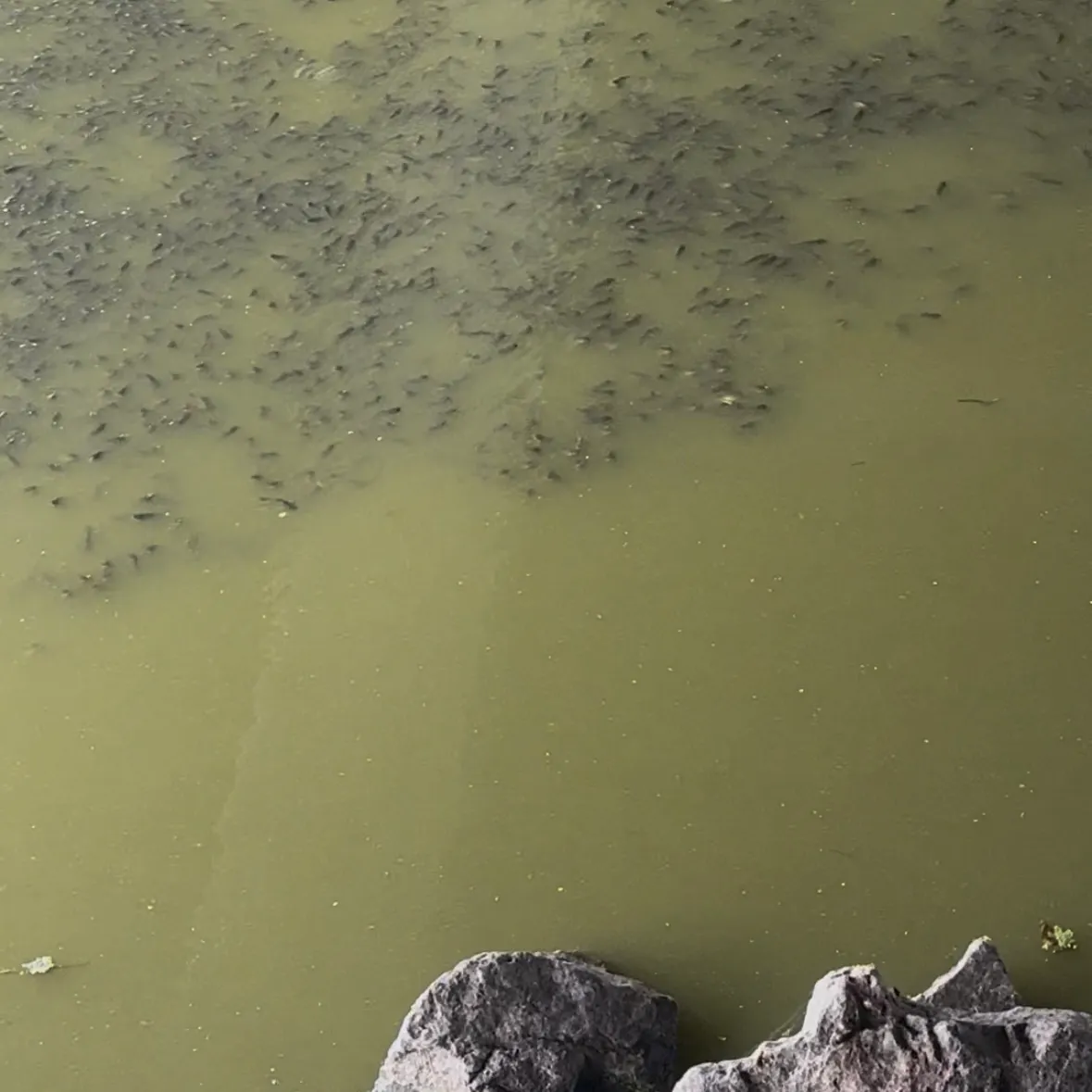 Black bullhead caught on Fishbrain