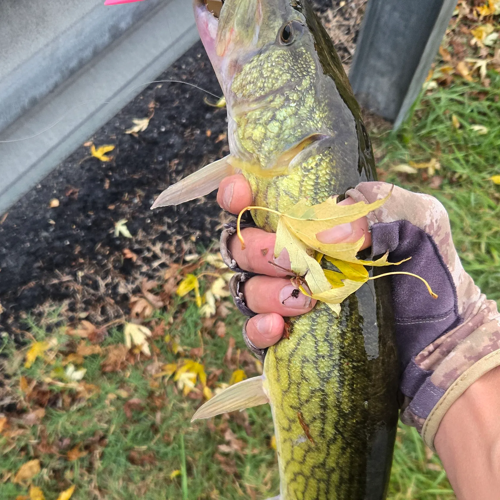 Chain pickerel caught on Fishbrain