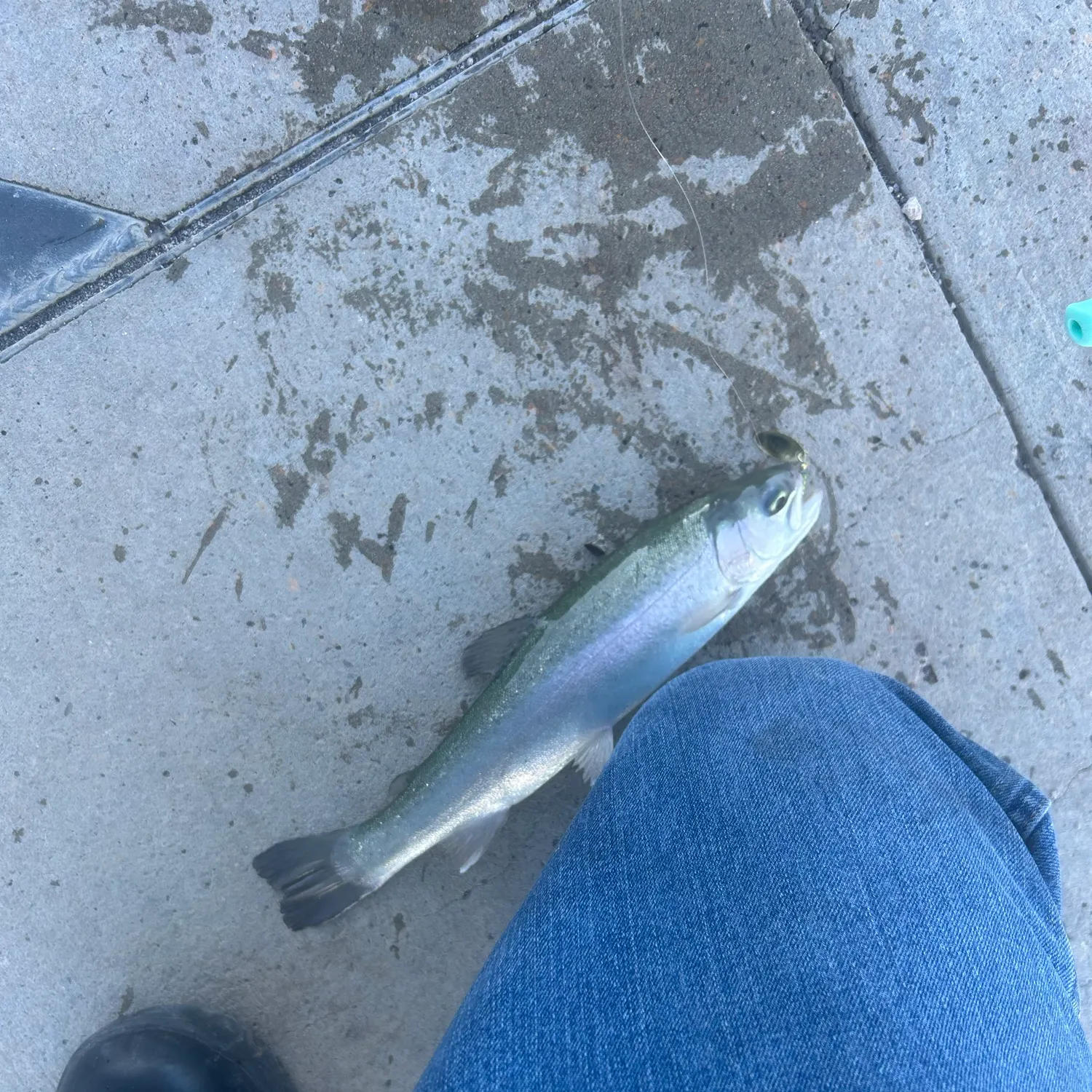 Rainbow trout caught on Fishbrain
