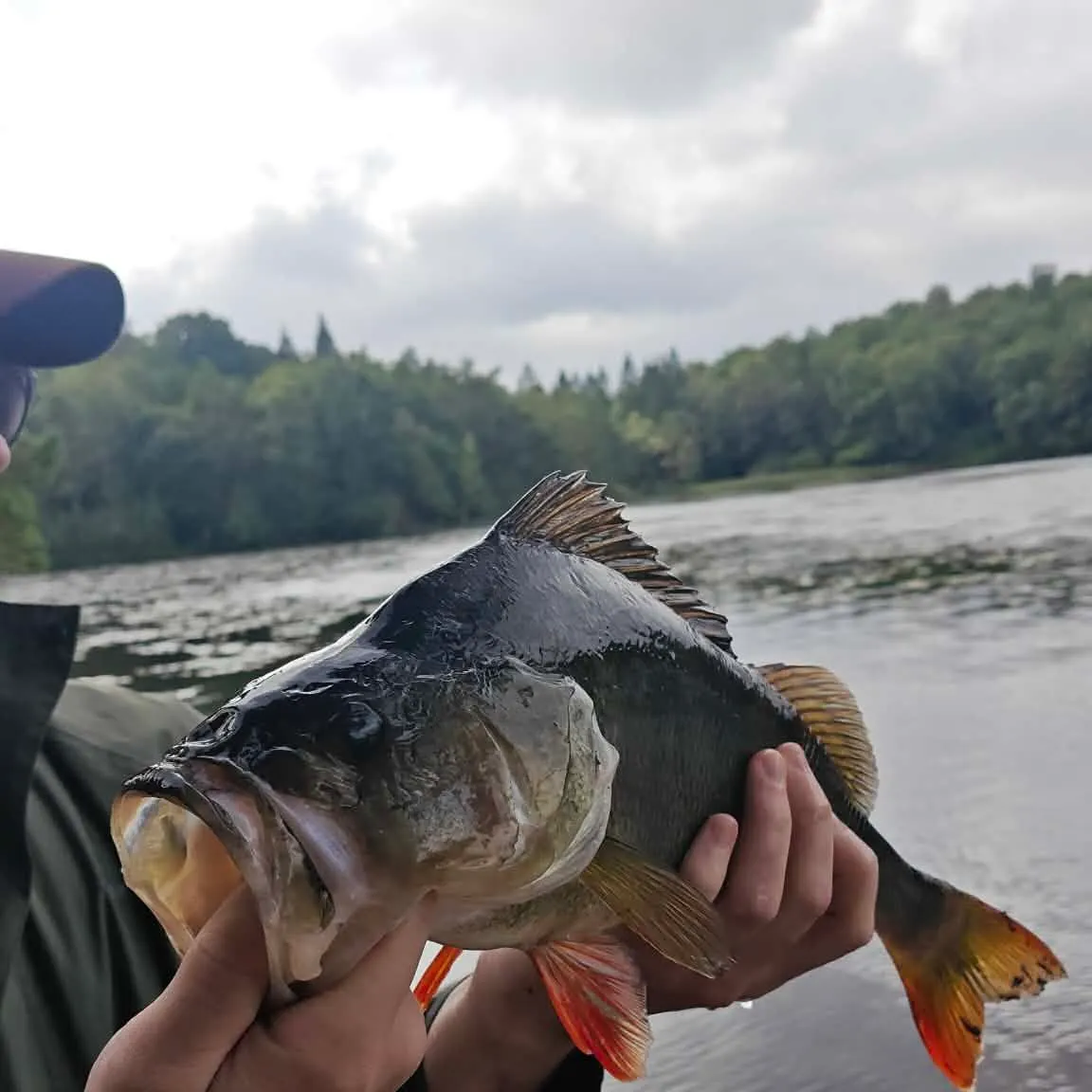 European perch caught on Fishbrain