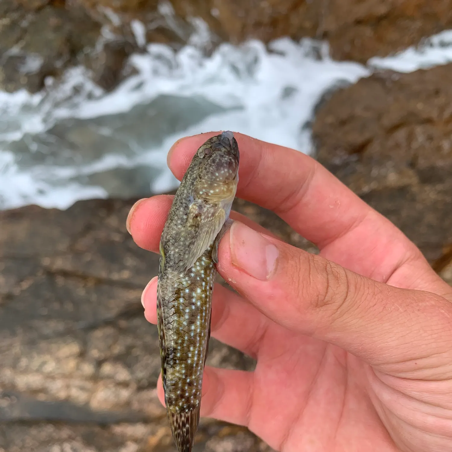 The most recent Spotted green goby catches on Fishbrain