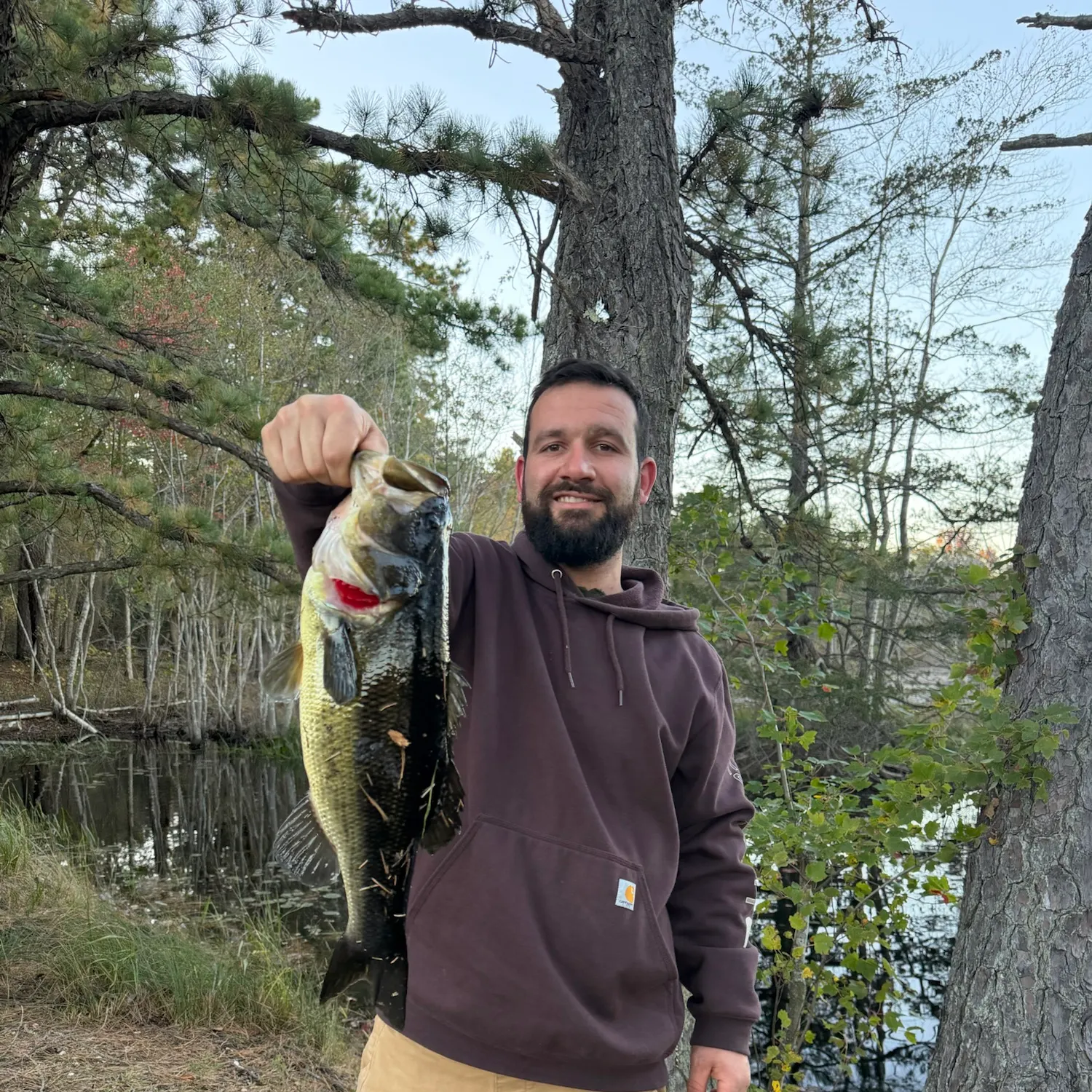 Largemouth bass caught on Fishbrain