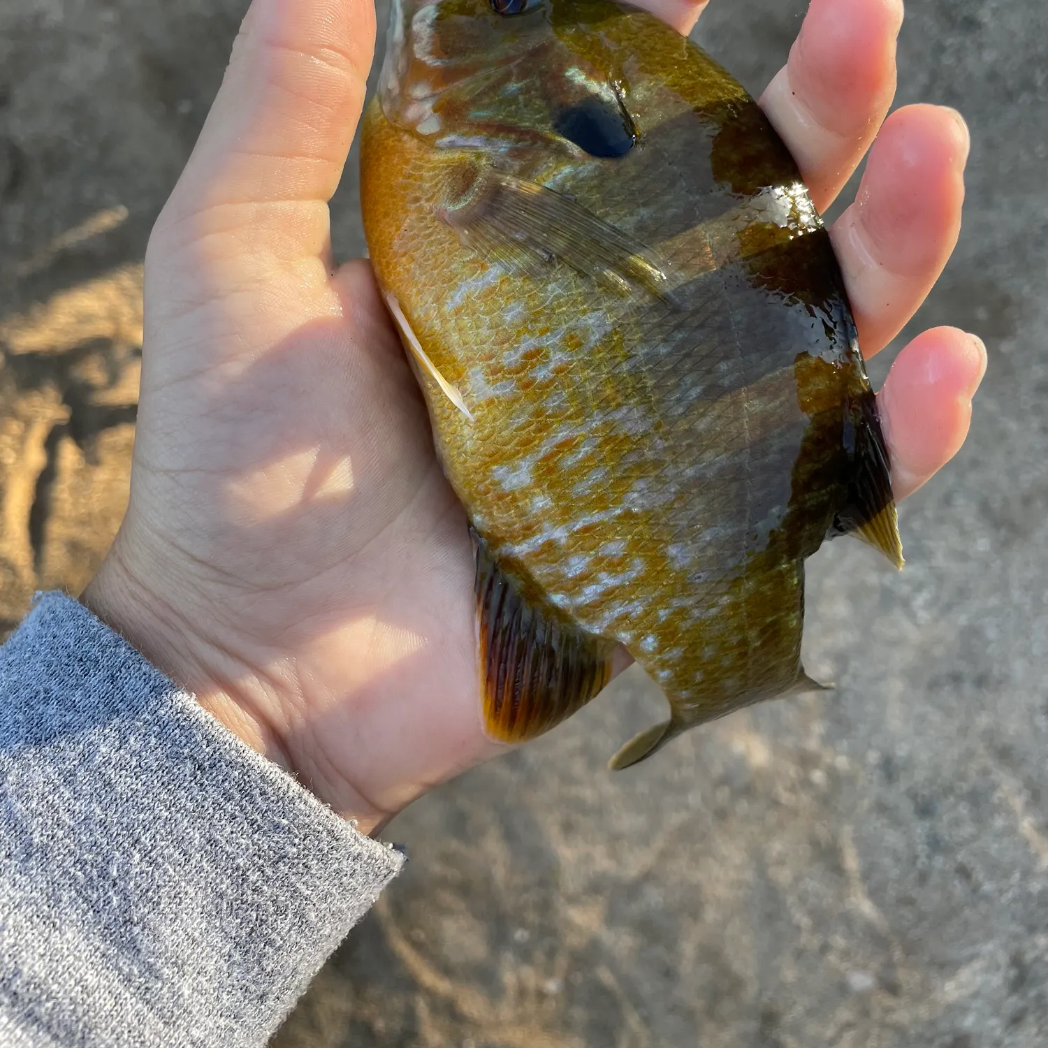 The most recent Bluegill x longear sunfish catches on Fishbrain