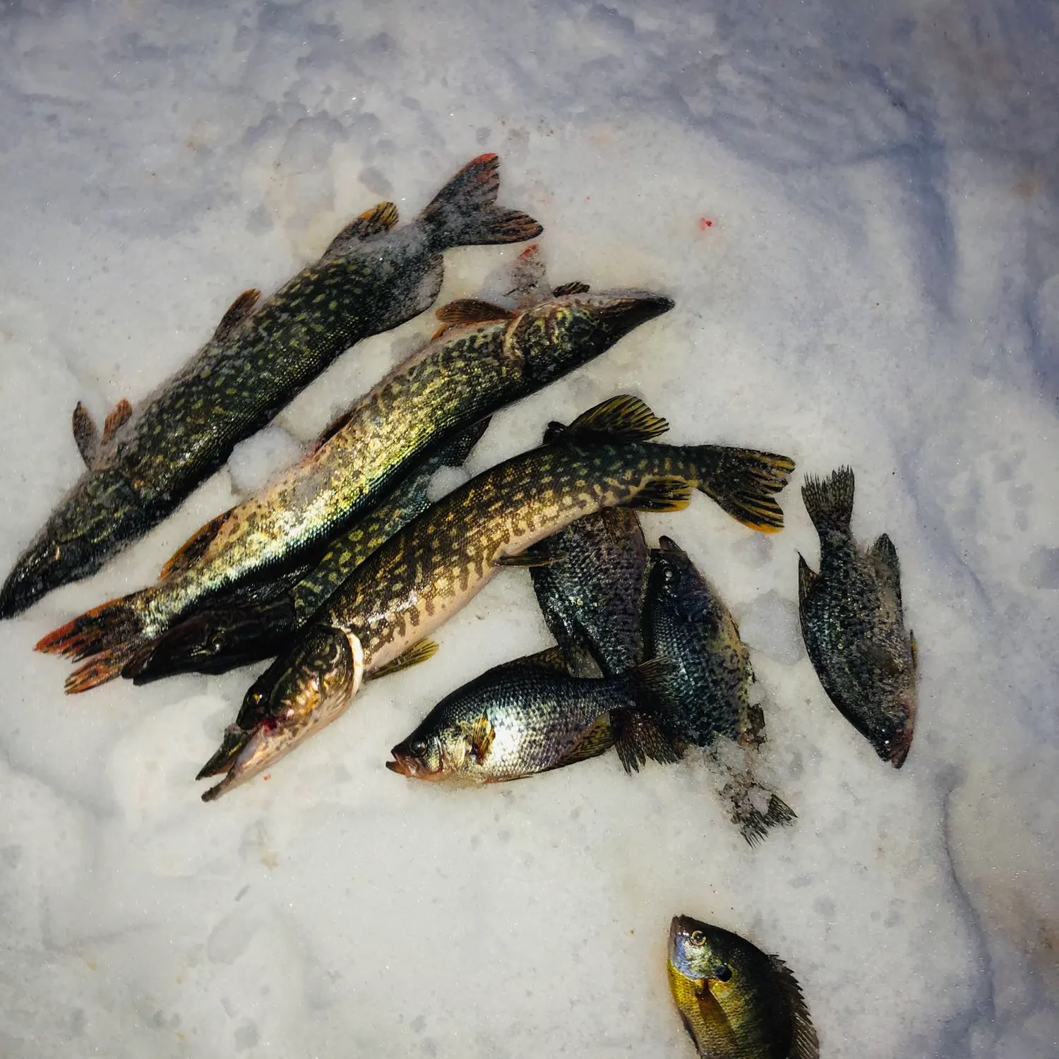 recently logged catches