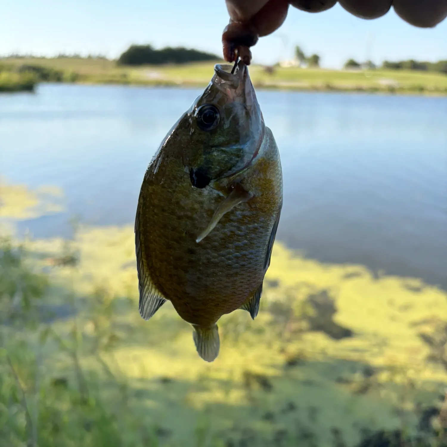 Bluegill caught on Fishbrain