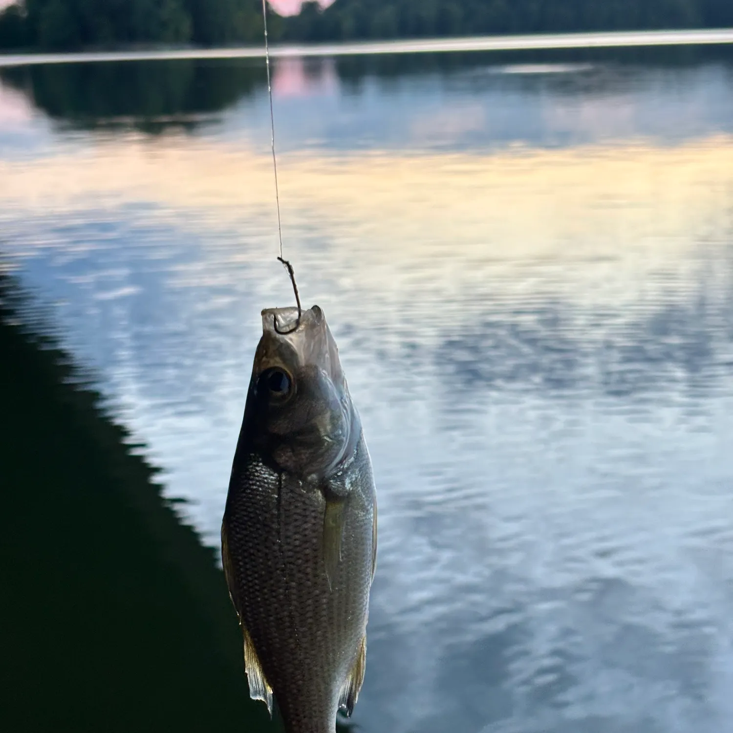 White perch caught on Fishbrain