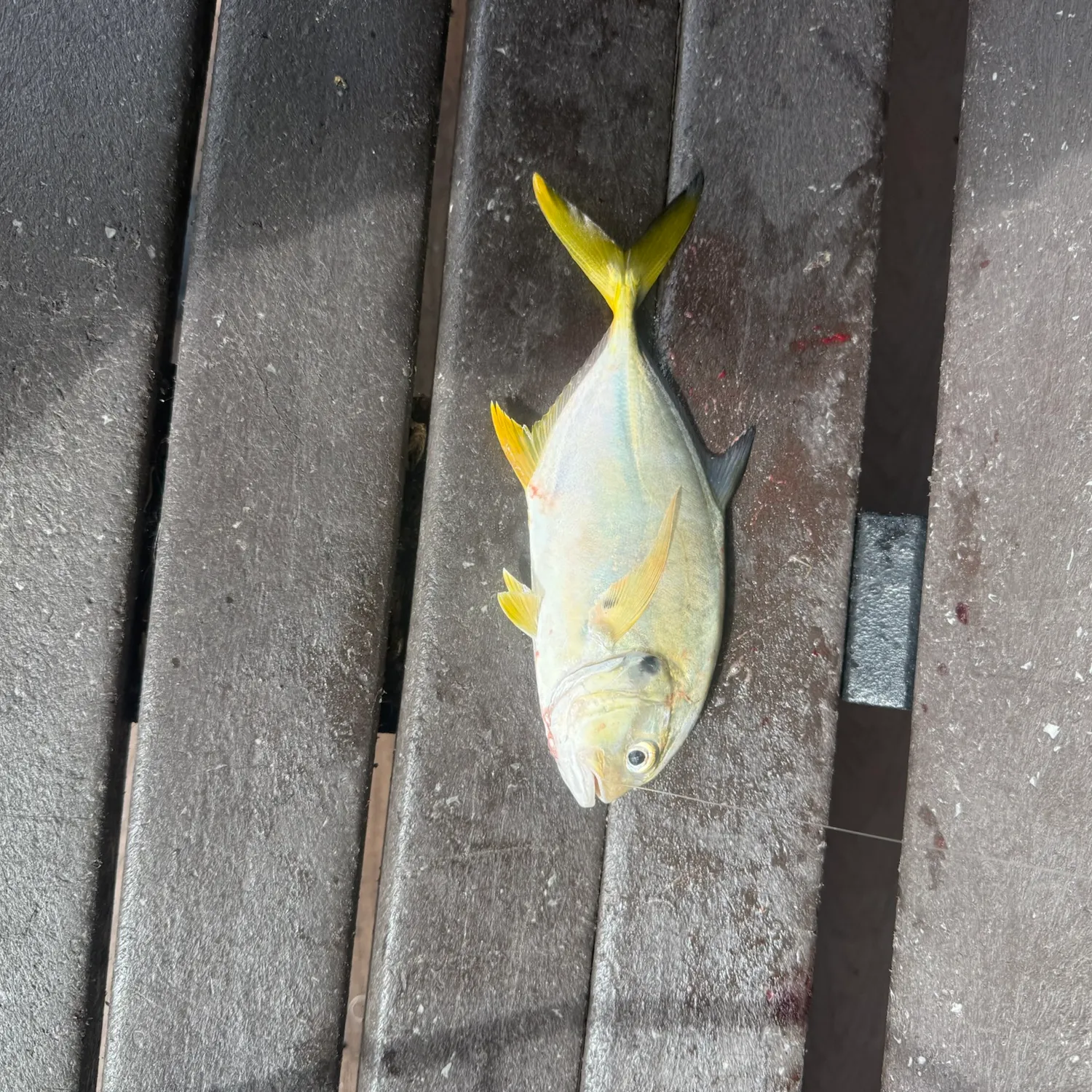 Crevalle jack caught on Fishbrain