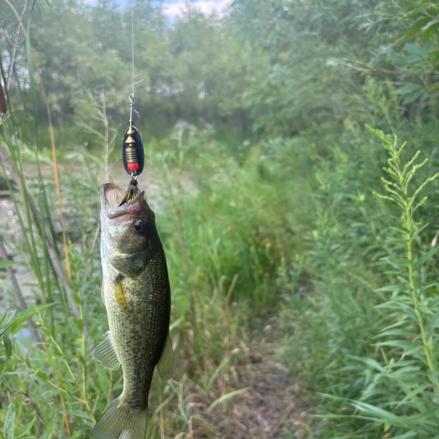 Largemouth bass caught on Fishbrain