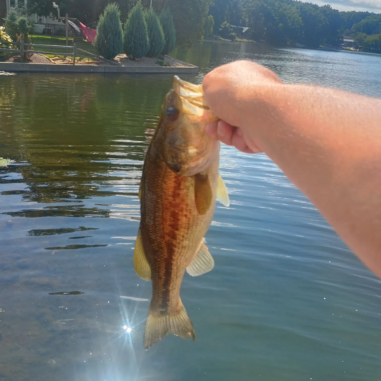 Spotted bass caught on Fishbrain