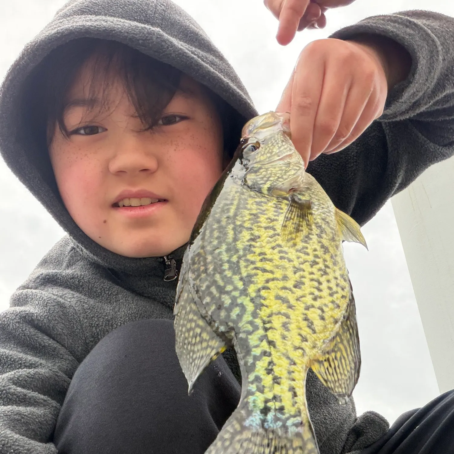 Black crappie caught on Fishbrain