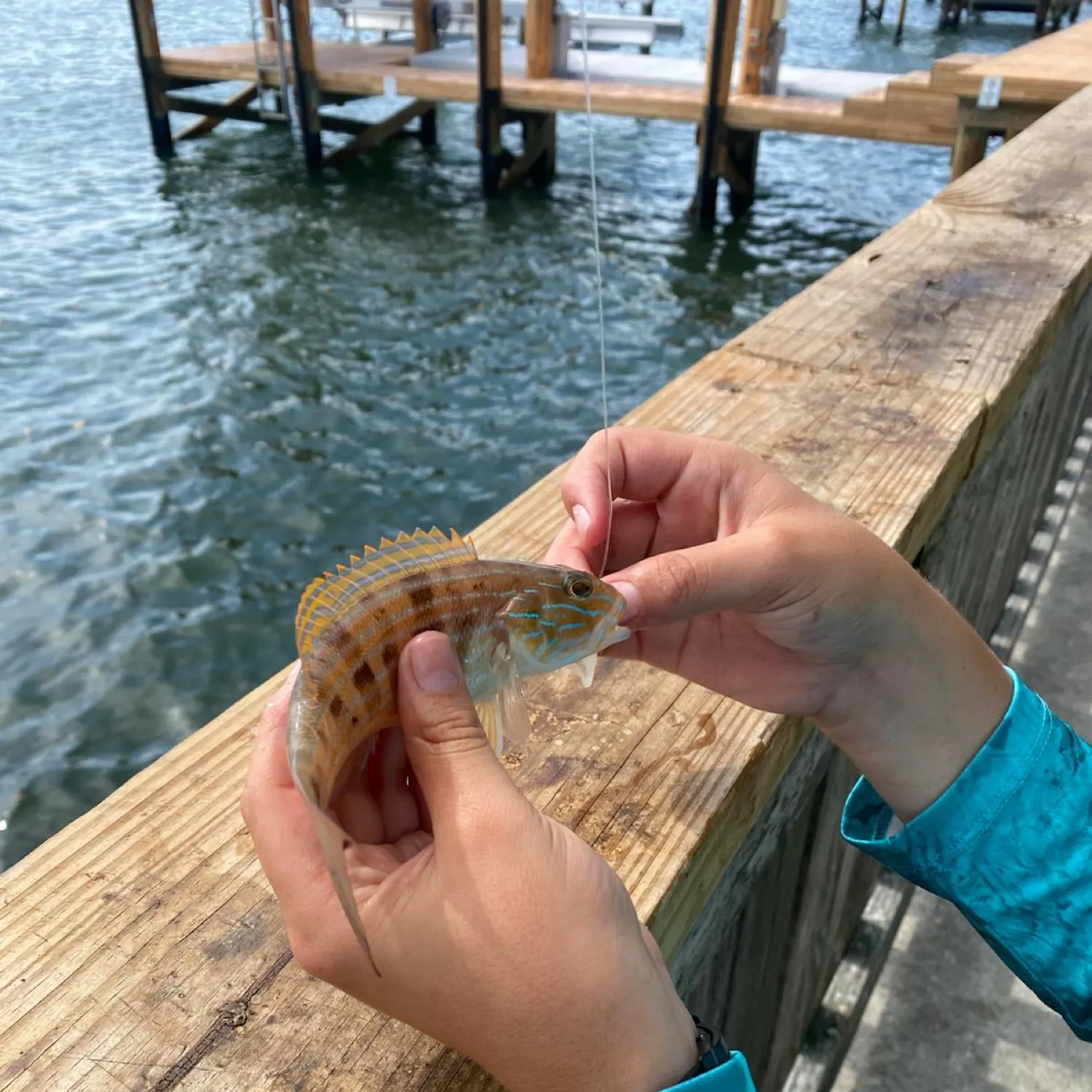 The most recent Blue cod catches on Fishbrain