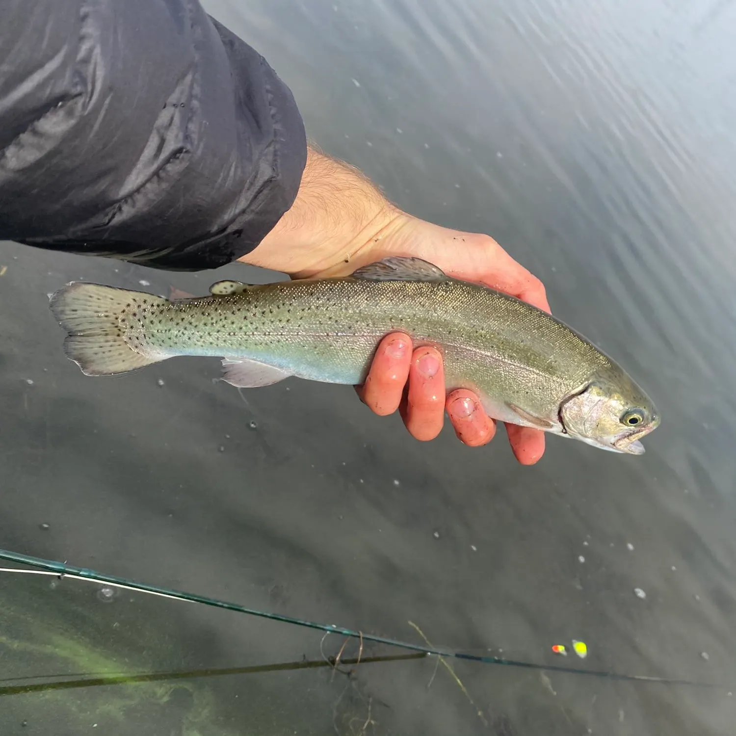 Rainbow trout caught on Fishbrain