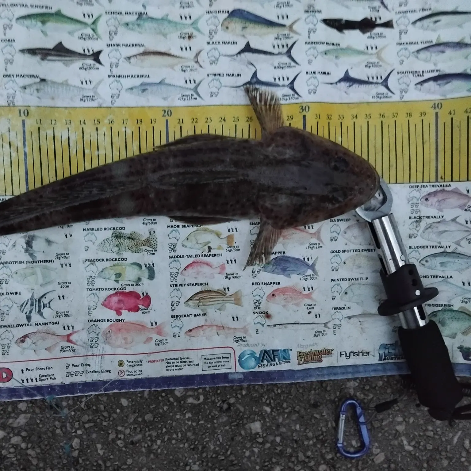 recently logged catches