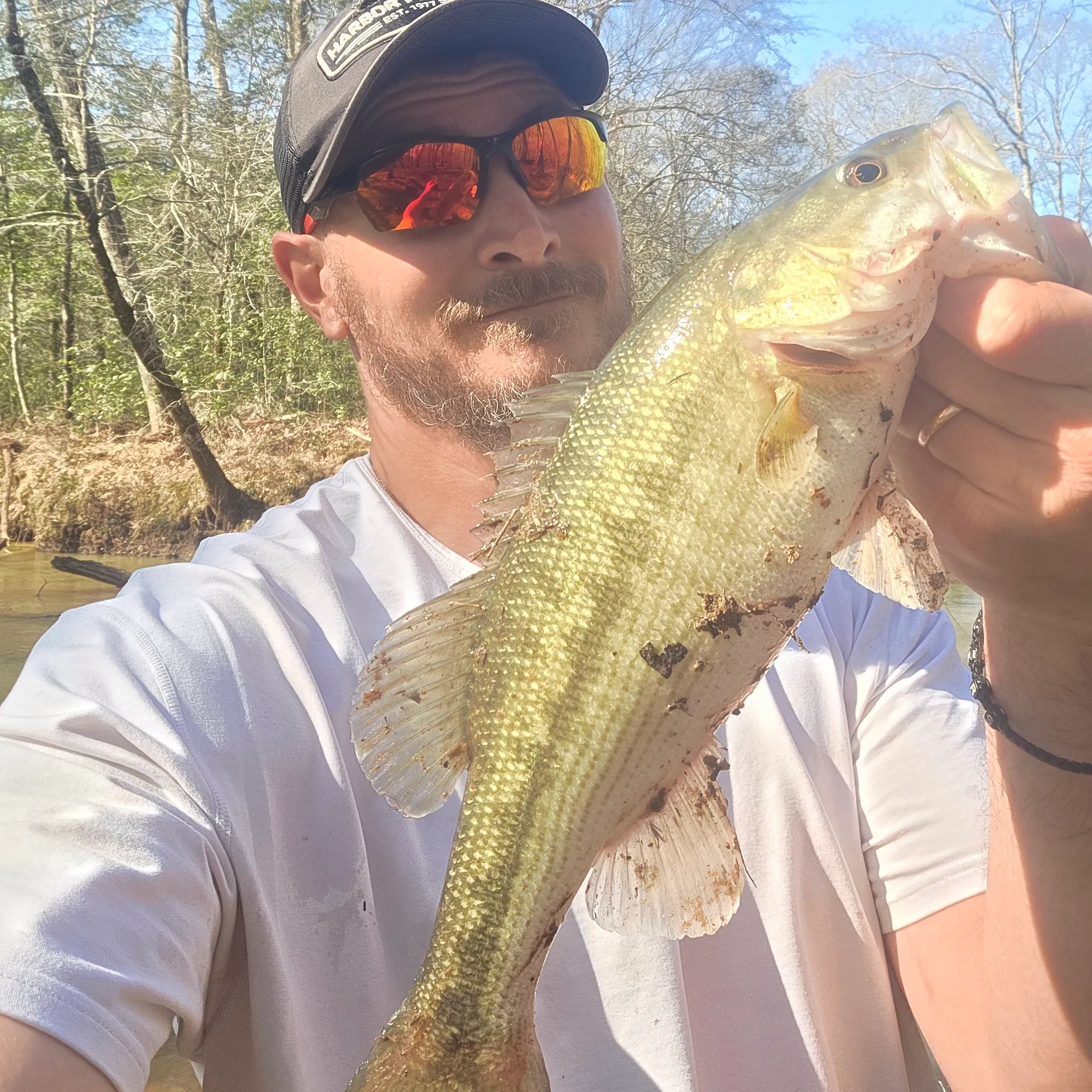 The most recent Alabama bass catches on Fishbrain