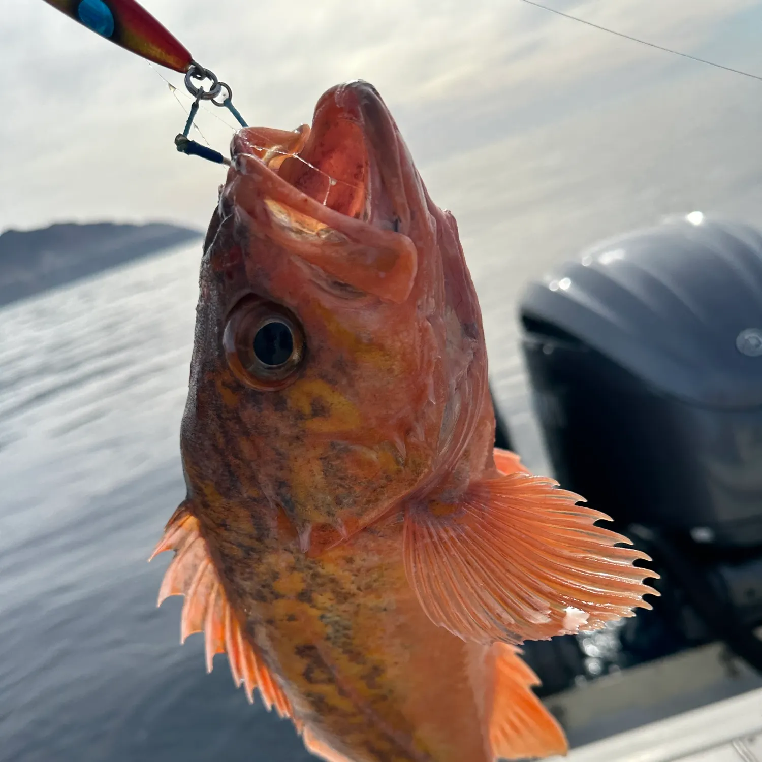 The most recent Vermilion rockfish catches on Fishbrain