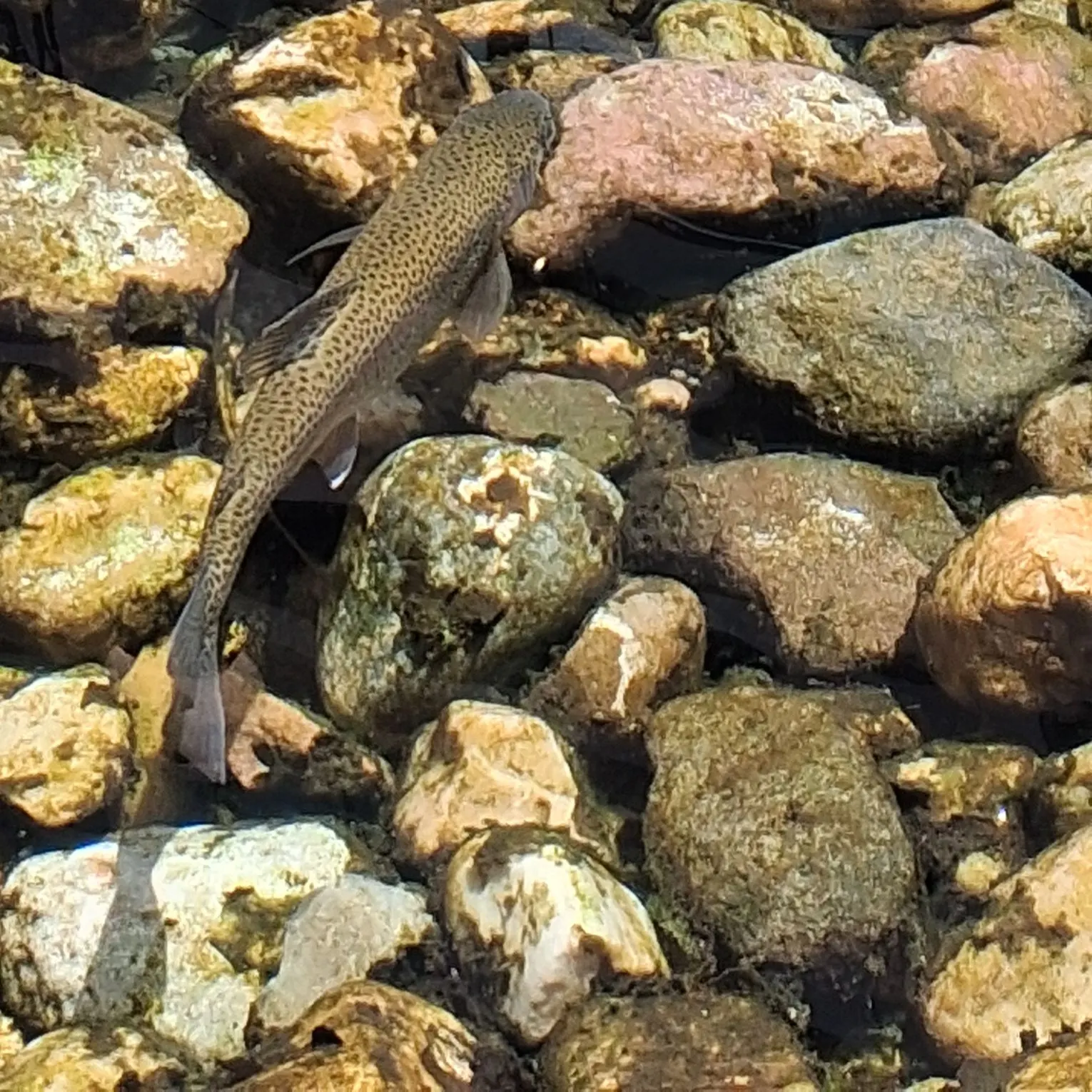 The most recent Bonneville cutthroat trout catches on Fishbrain