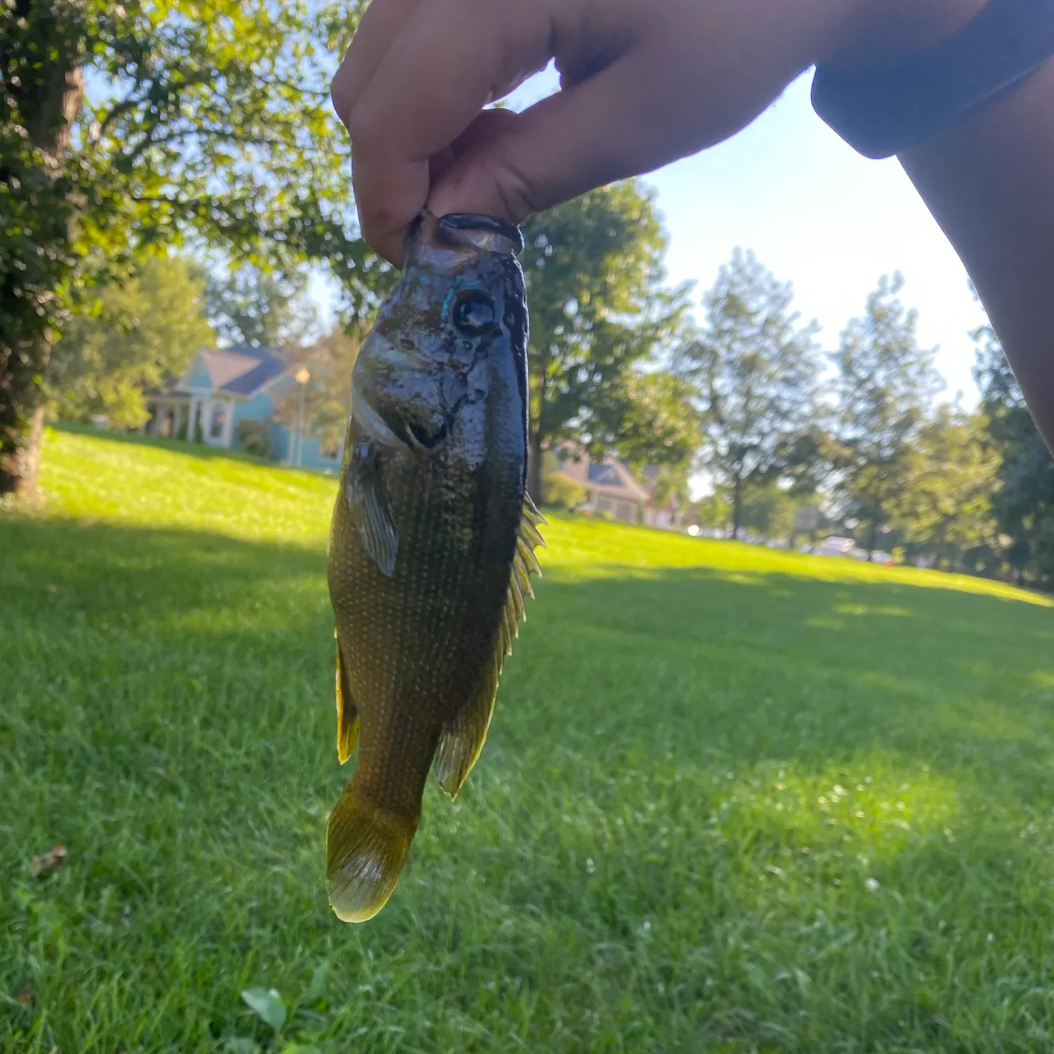 Green sunfish caught on Fishbrain