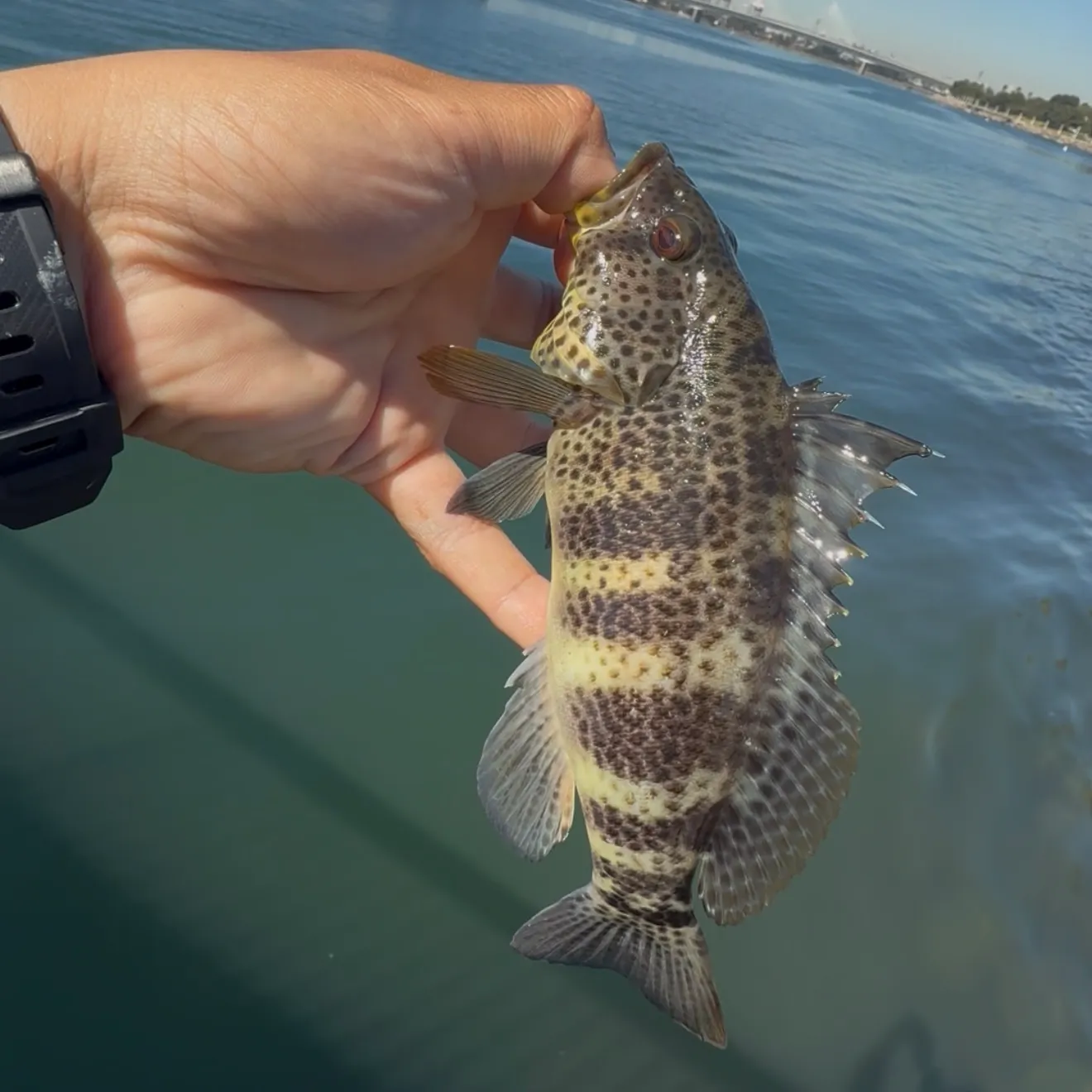 Spotted sand bass caught on Fishbrain