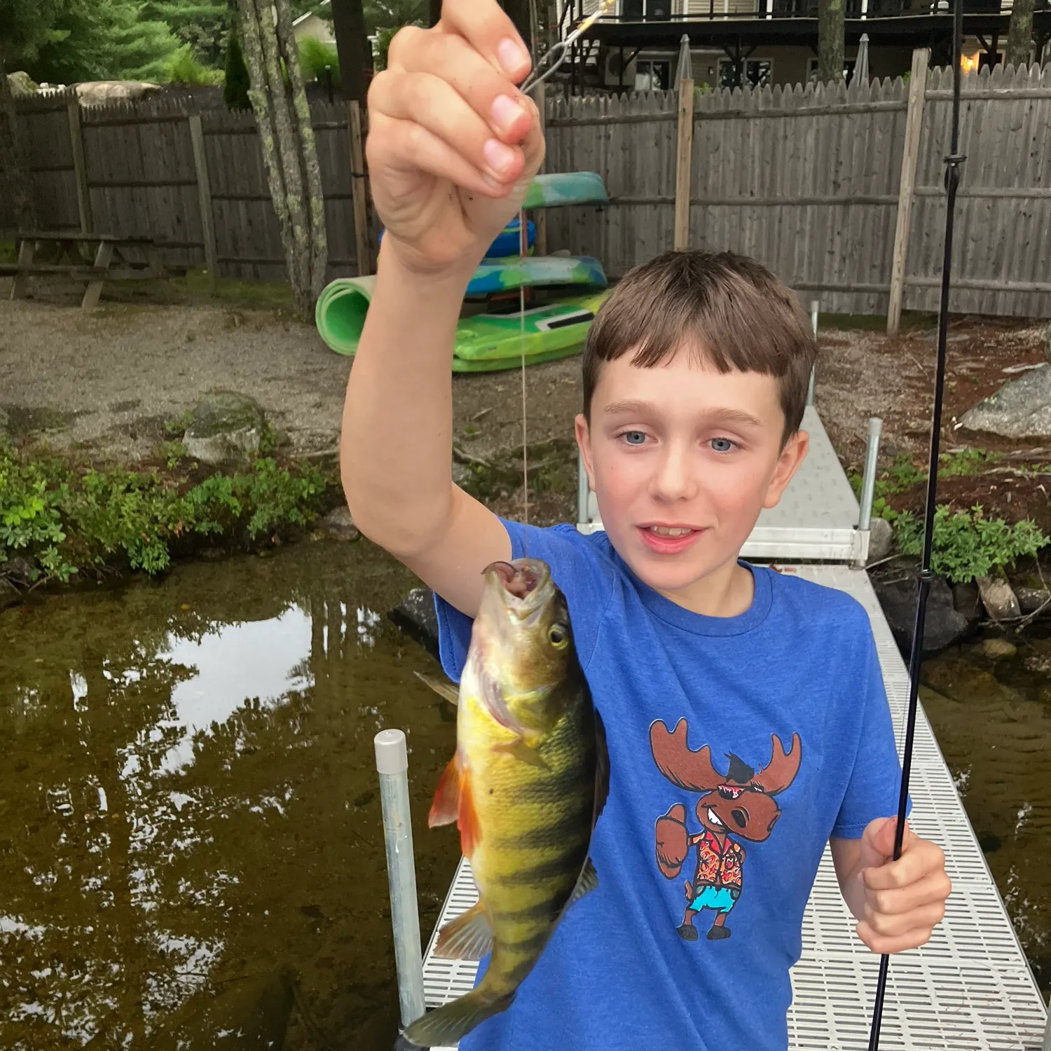 Yellow perch caught on Fishbrain