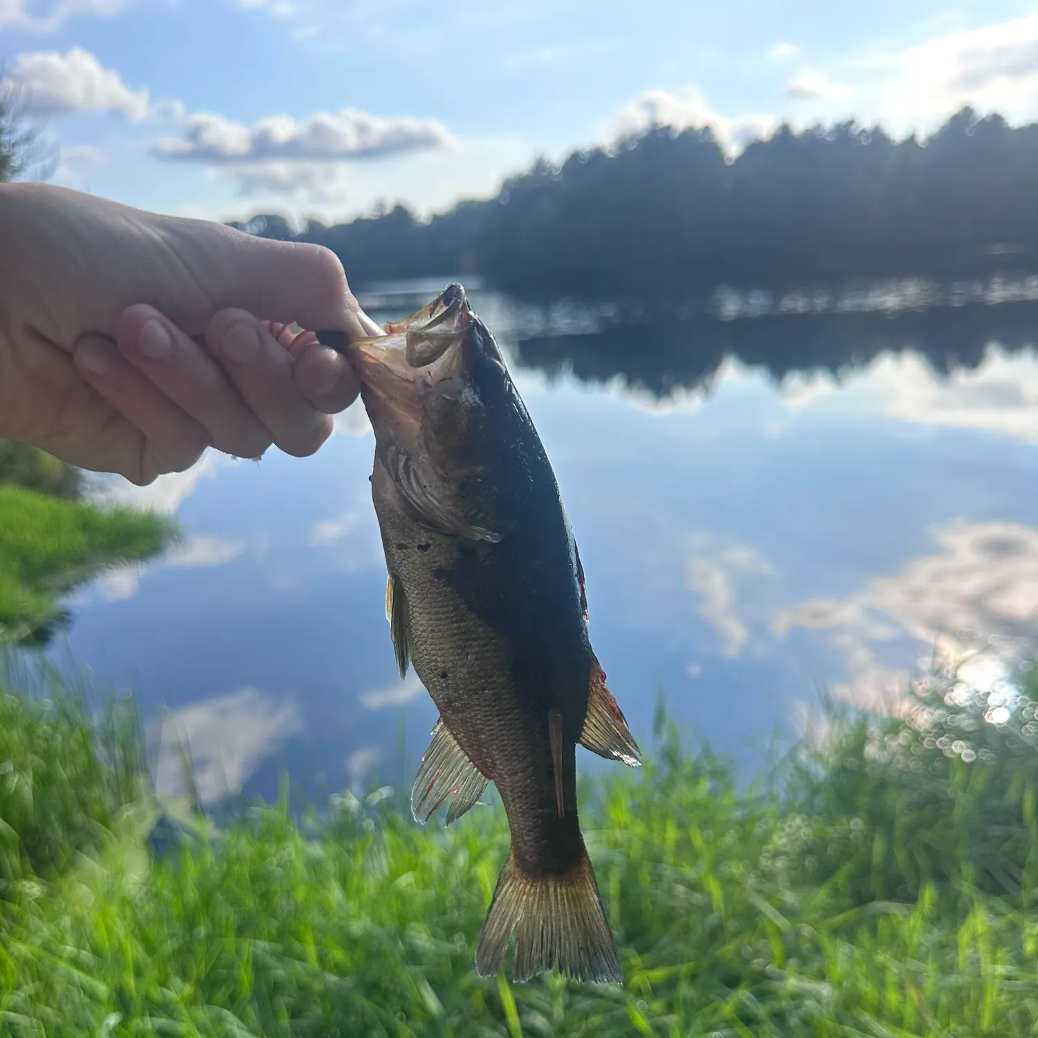 Largemouth bass caught on Fishbrain