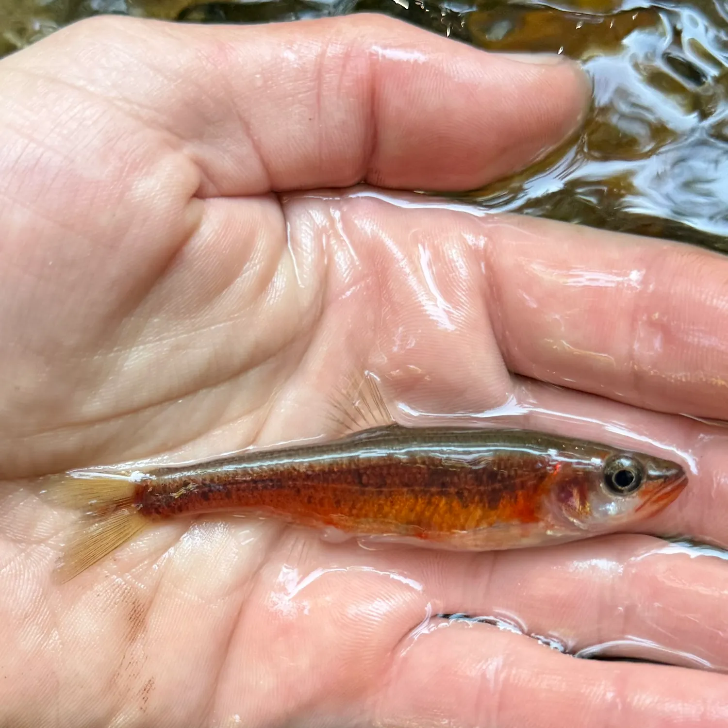 The most recent Rosyside dace catches on Fishbrain
