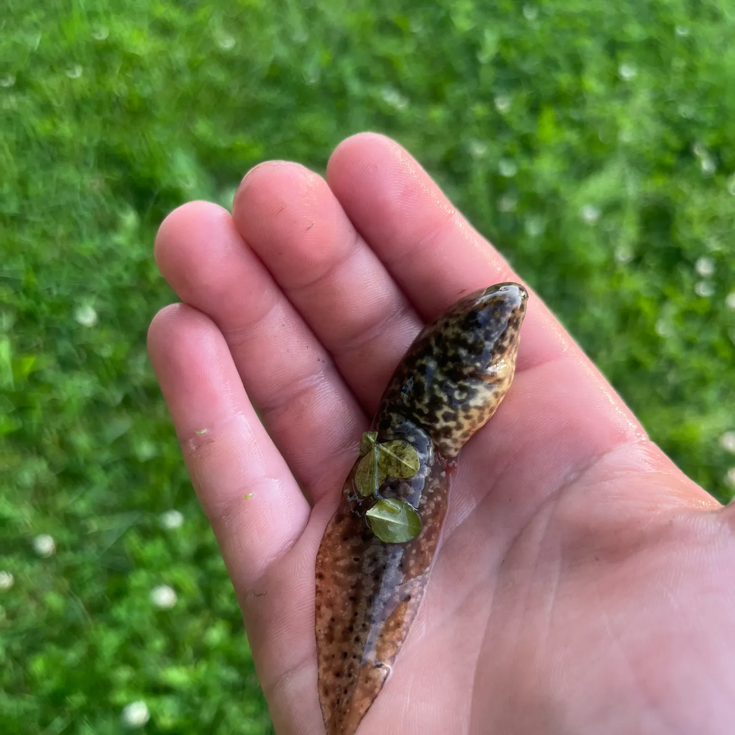 The most recent Tadpole whiptail catches on Fishbrain