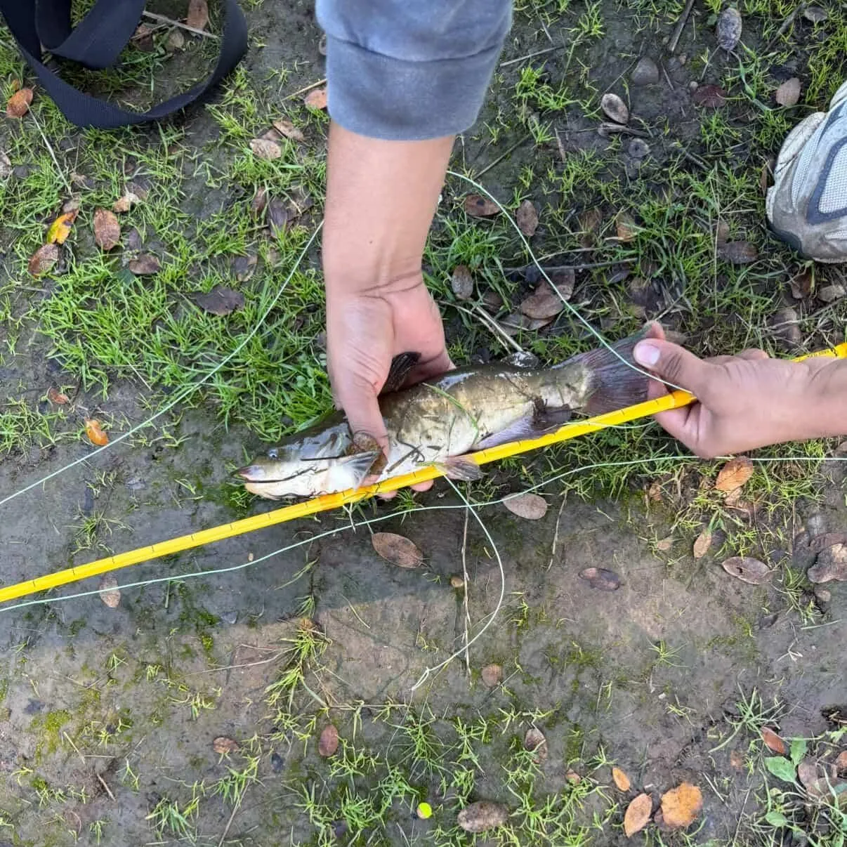 The most recent Yellow bullhead catches on Fishbrain