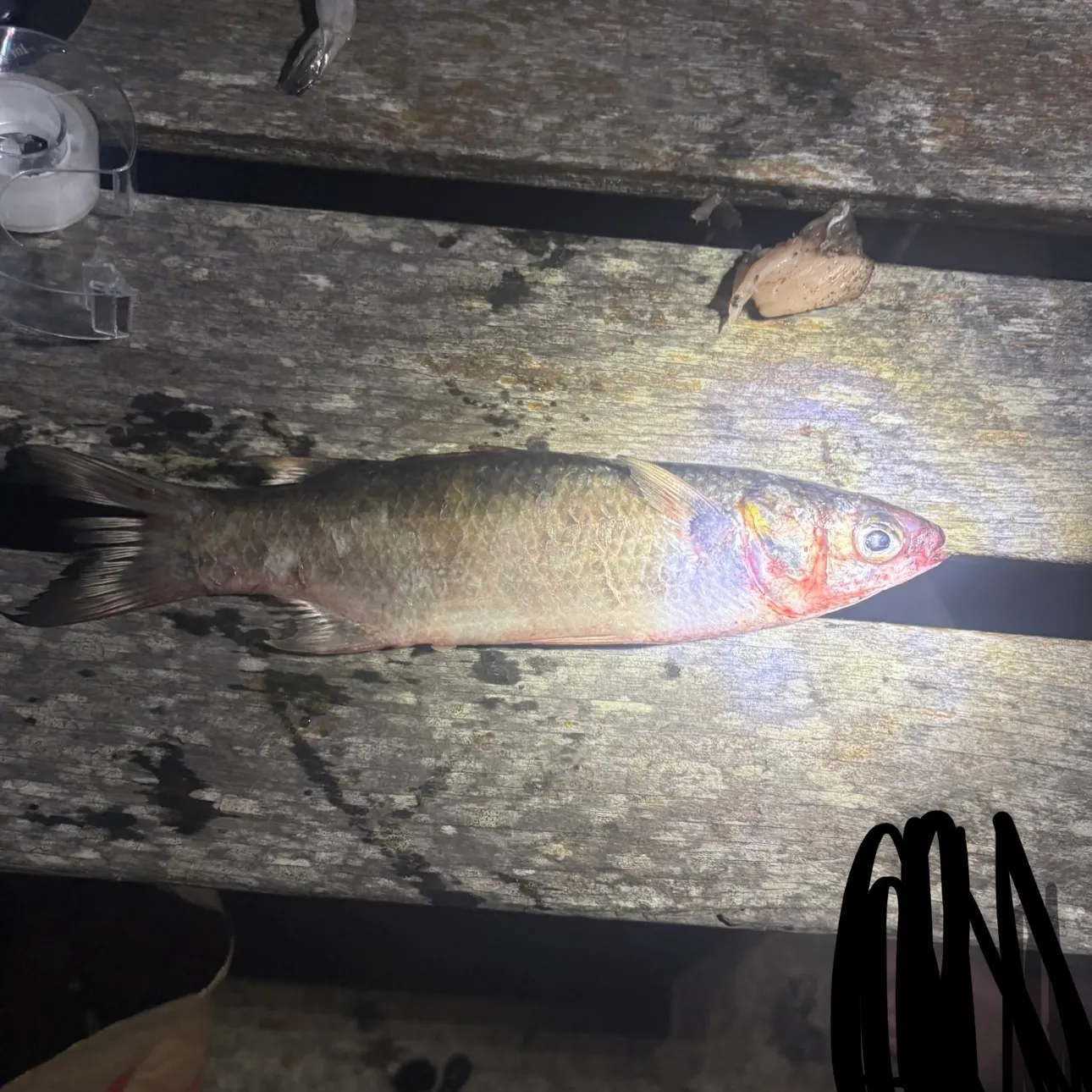 The most recent White mullet catches on Fishbrain