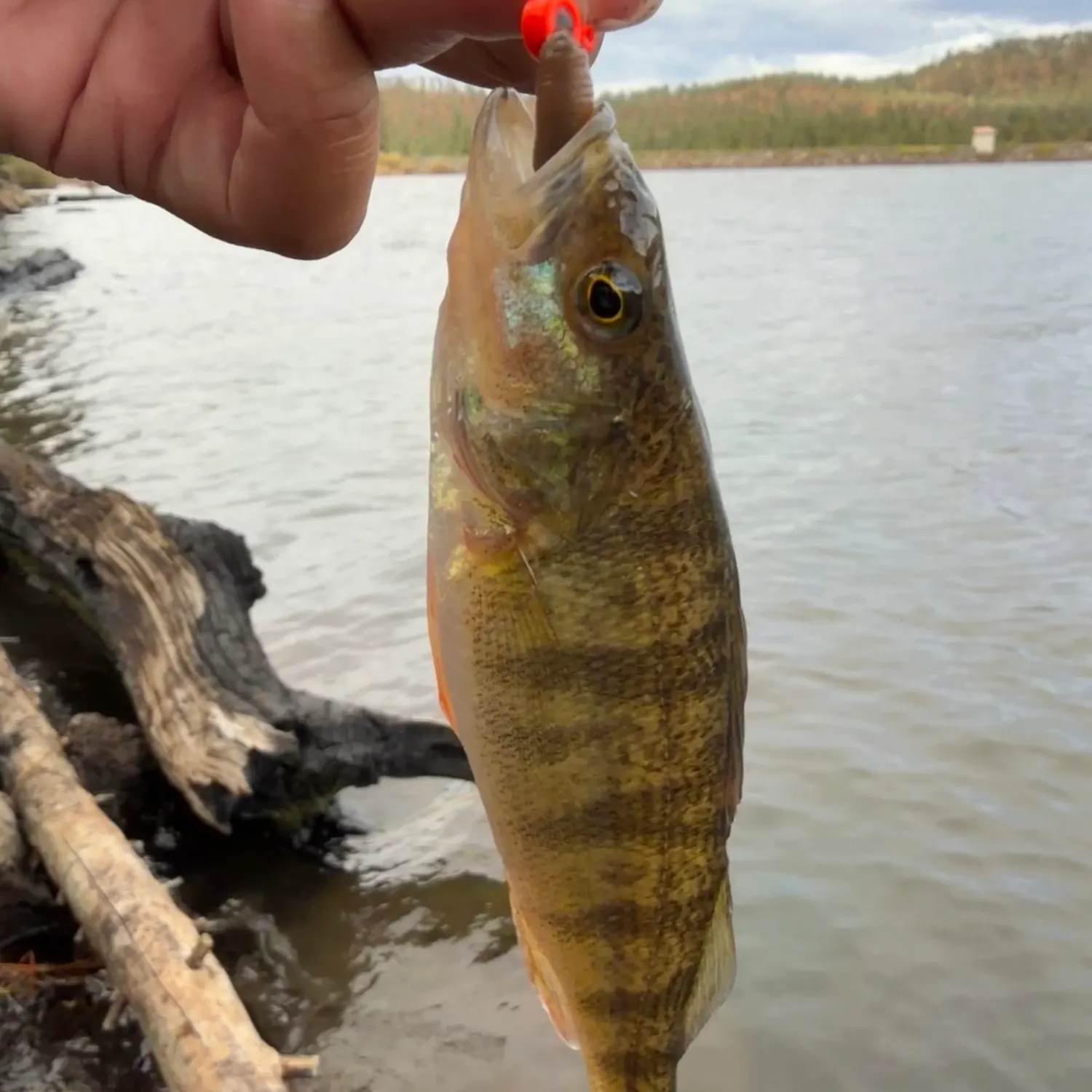 Yellow perch caught on Fishbrain