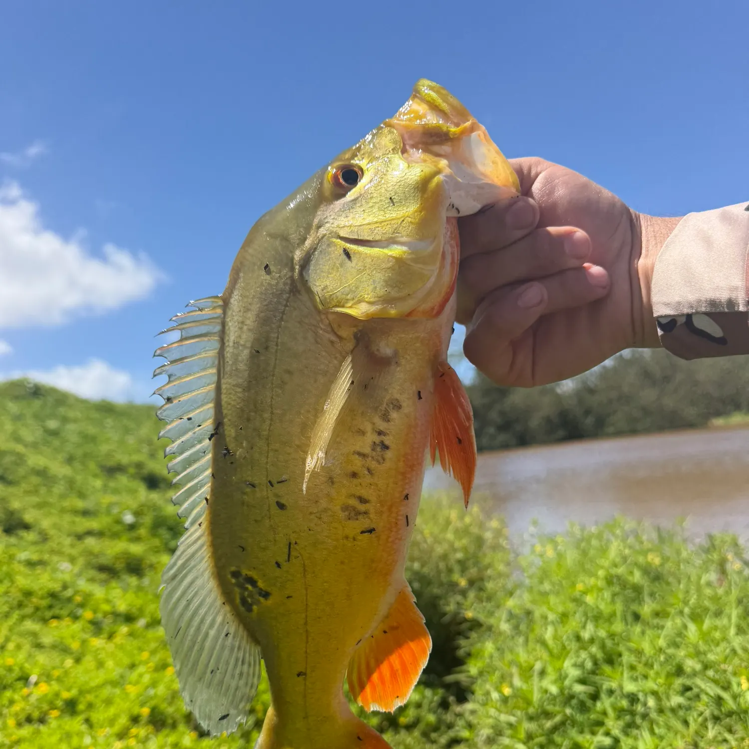 Butterfly peacock bass caught on Fishbrain