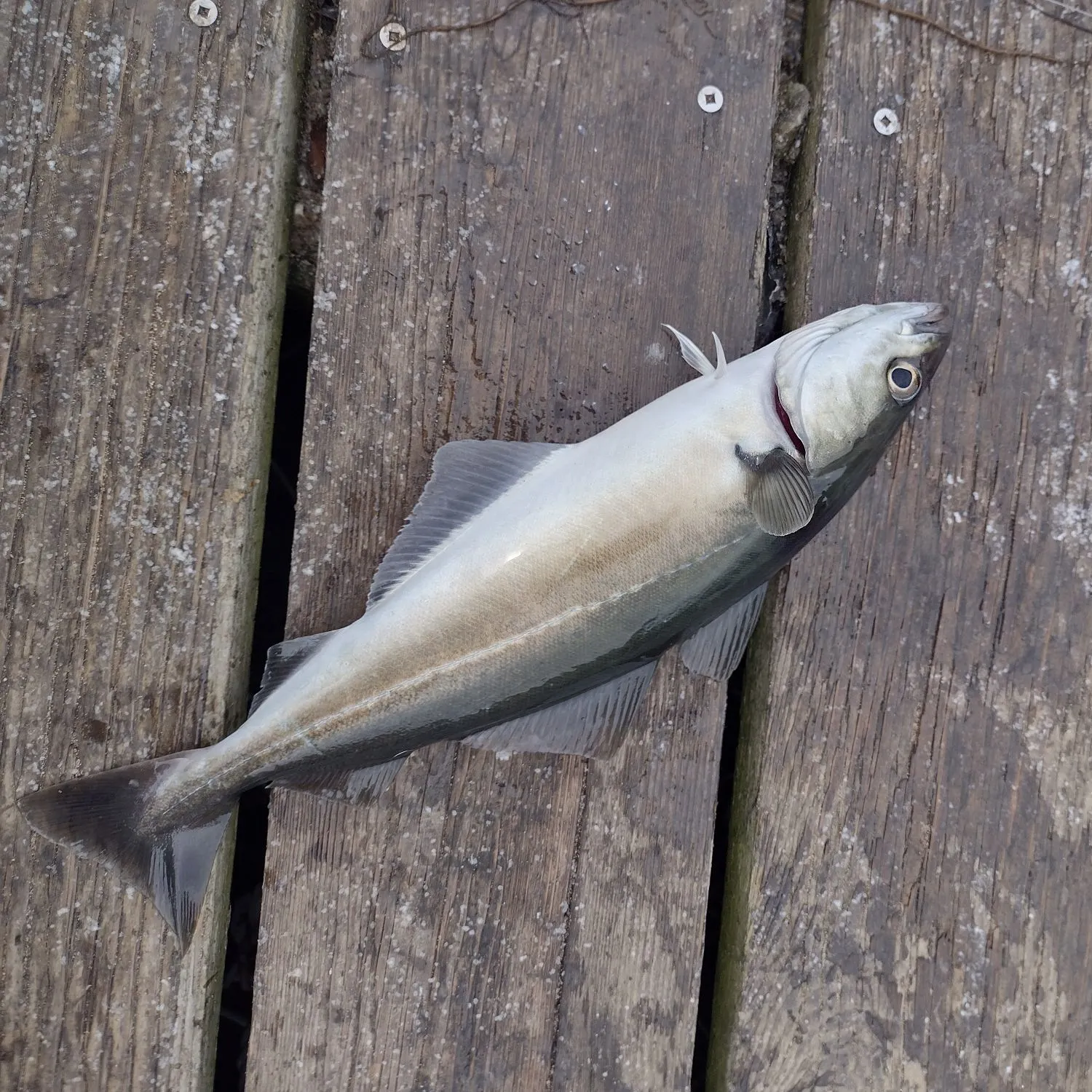 The most recent Atlantic pollock catches on Fishbrain