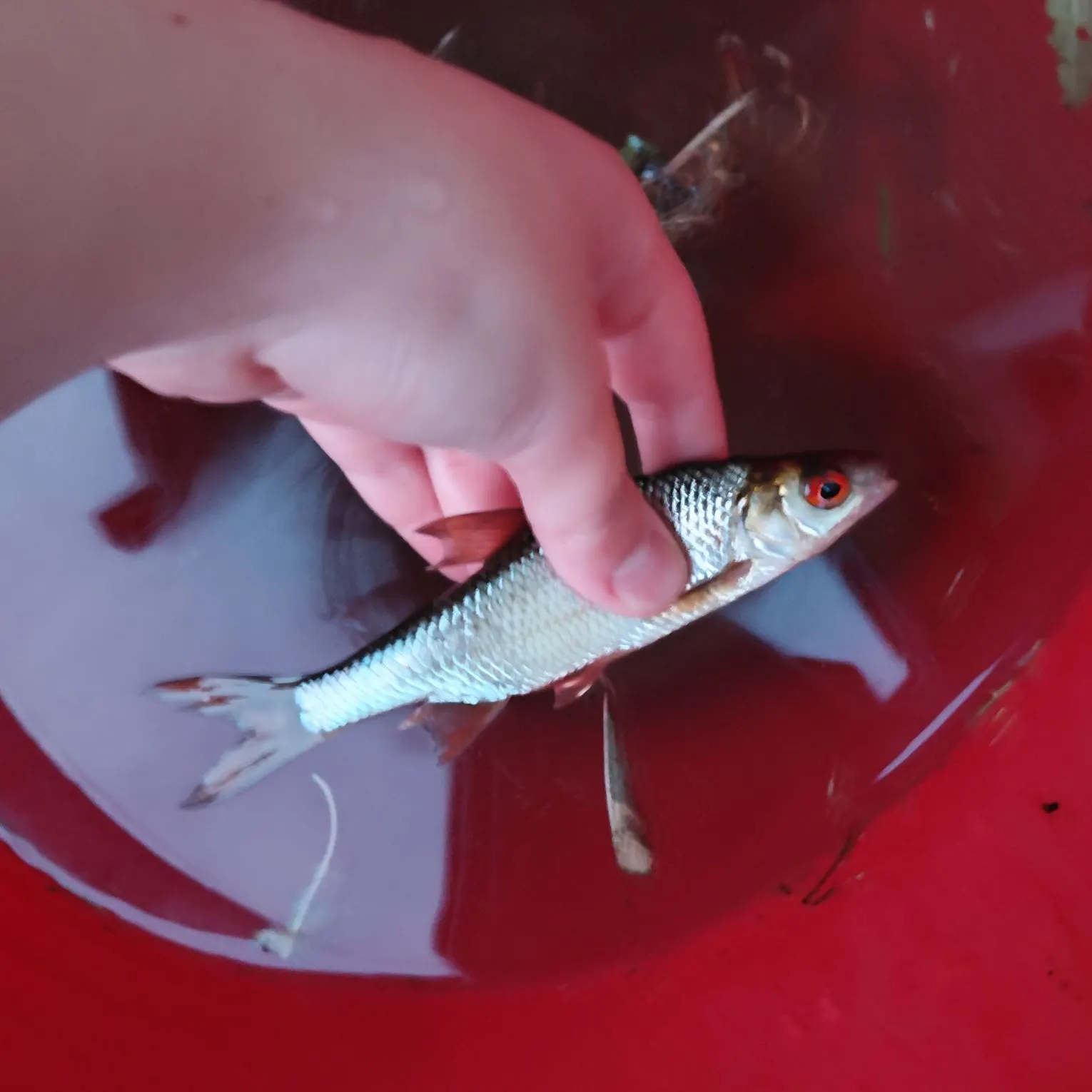 Common roach caught on Fishbrain