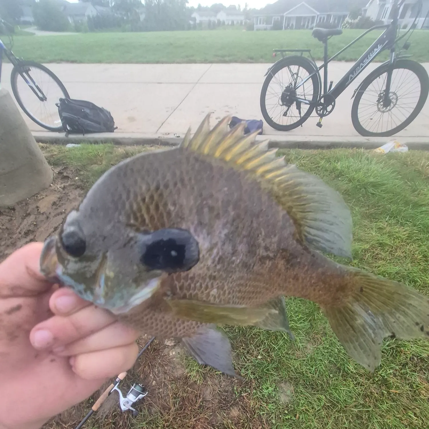 Bluegill caught on Fishbrain