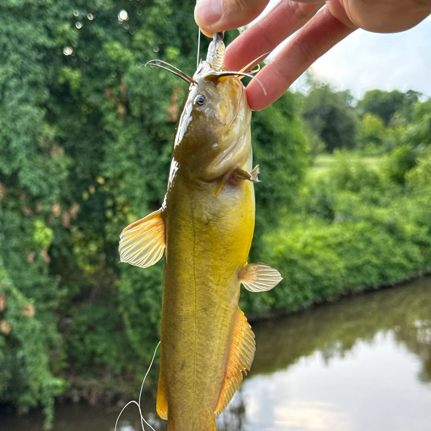 Yellow bullhead caught on Fishbrain