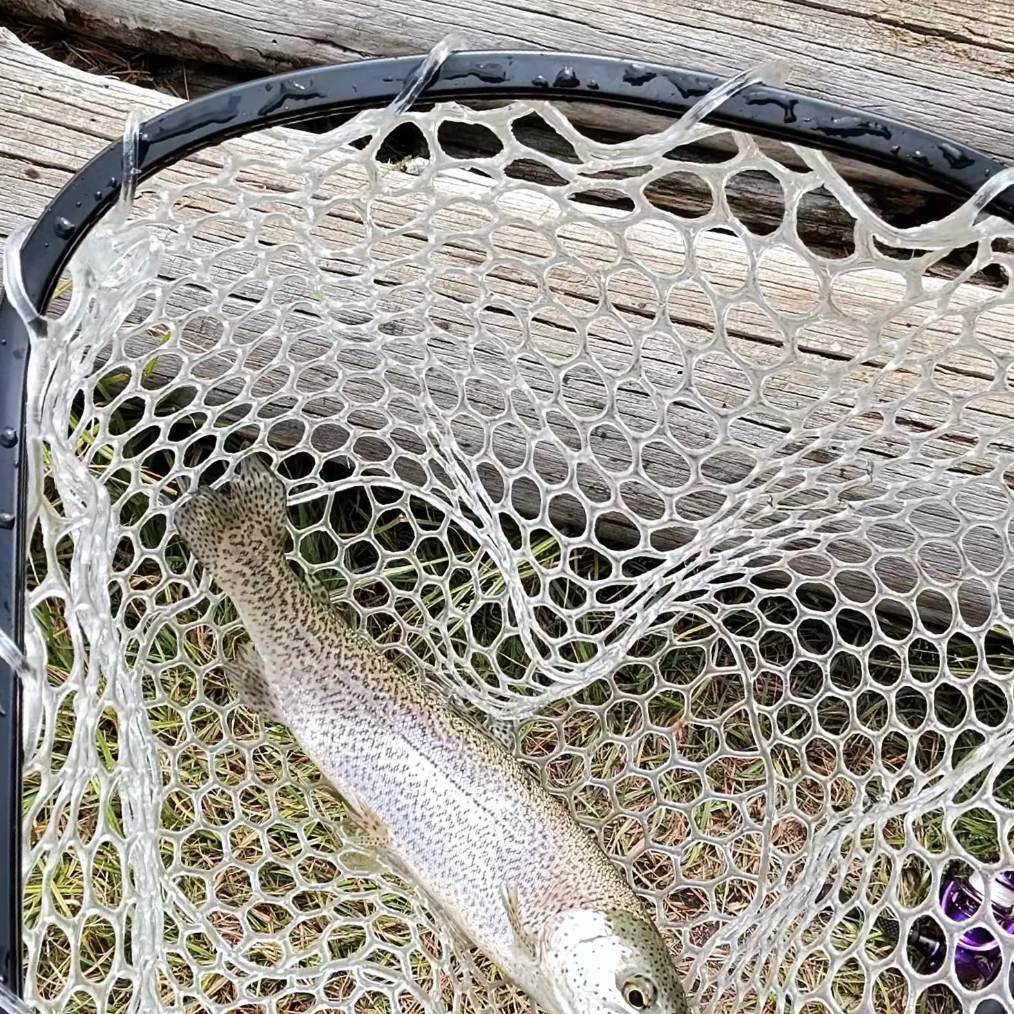 Rainbow trout caught on Fishbrain