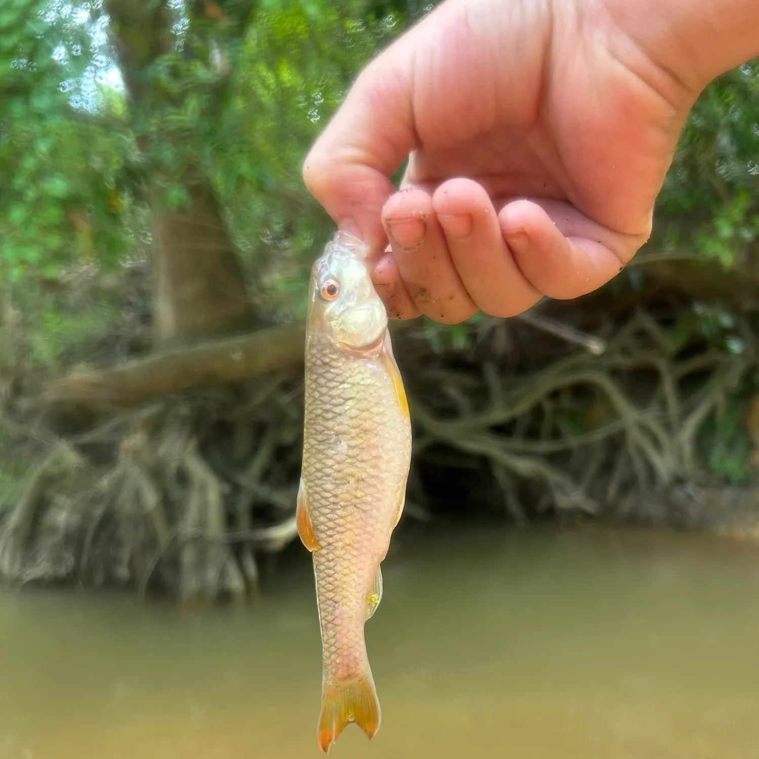 The most recent Redtail chub catches on Fishbrain
