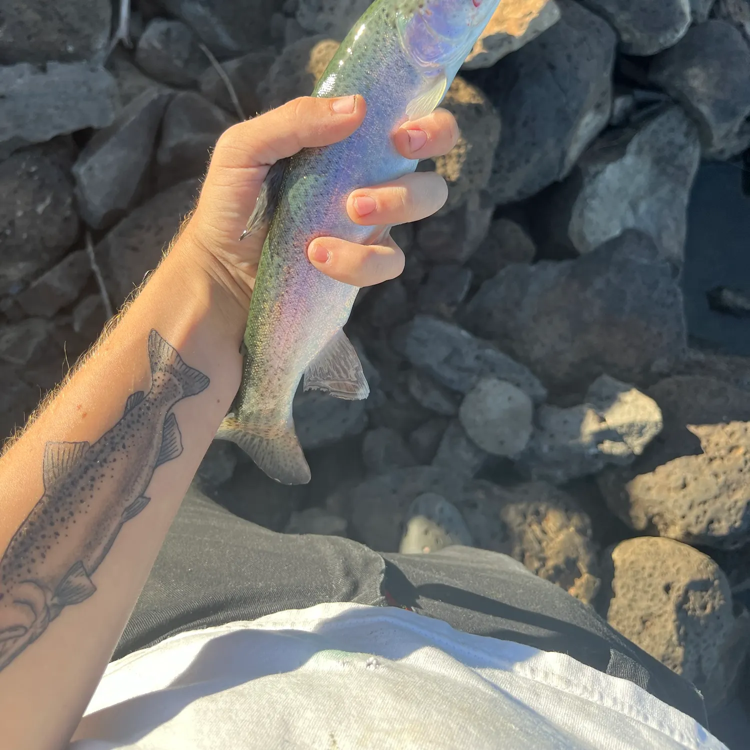 Rainbow trout caught on Fishbrain