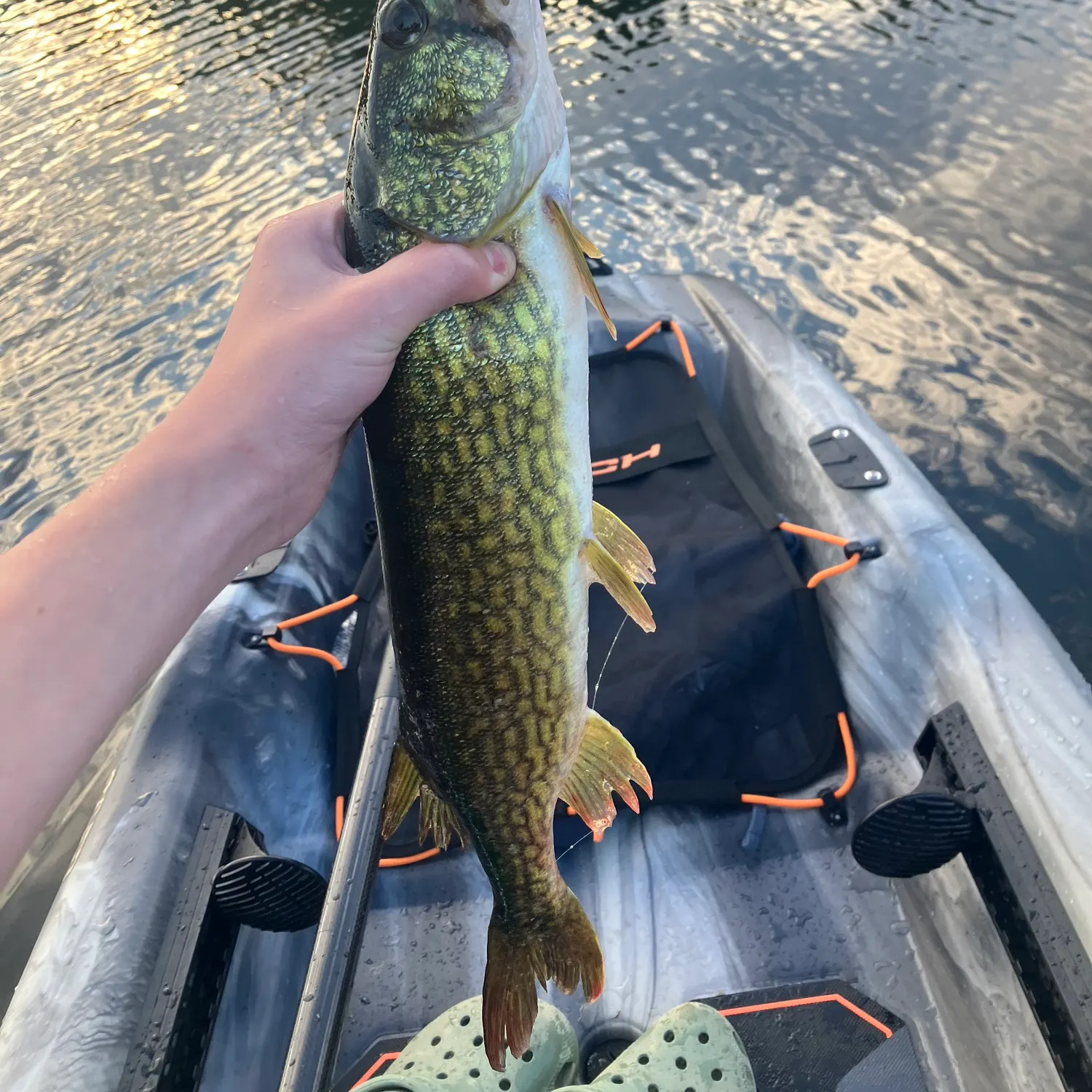 Chain pickerel caught on Fishbrain